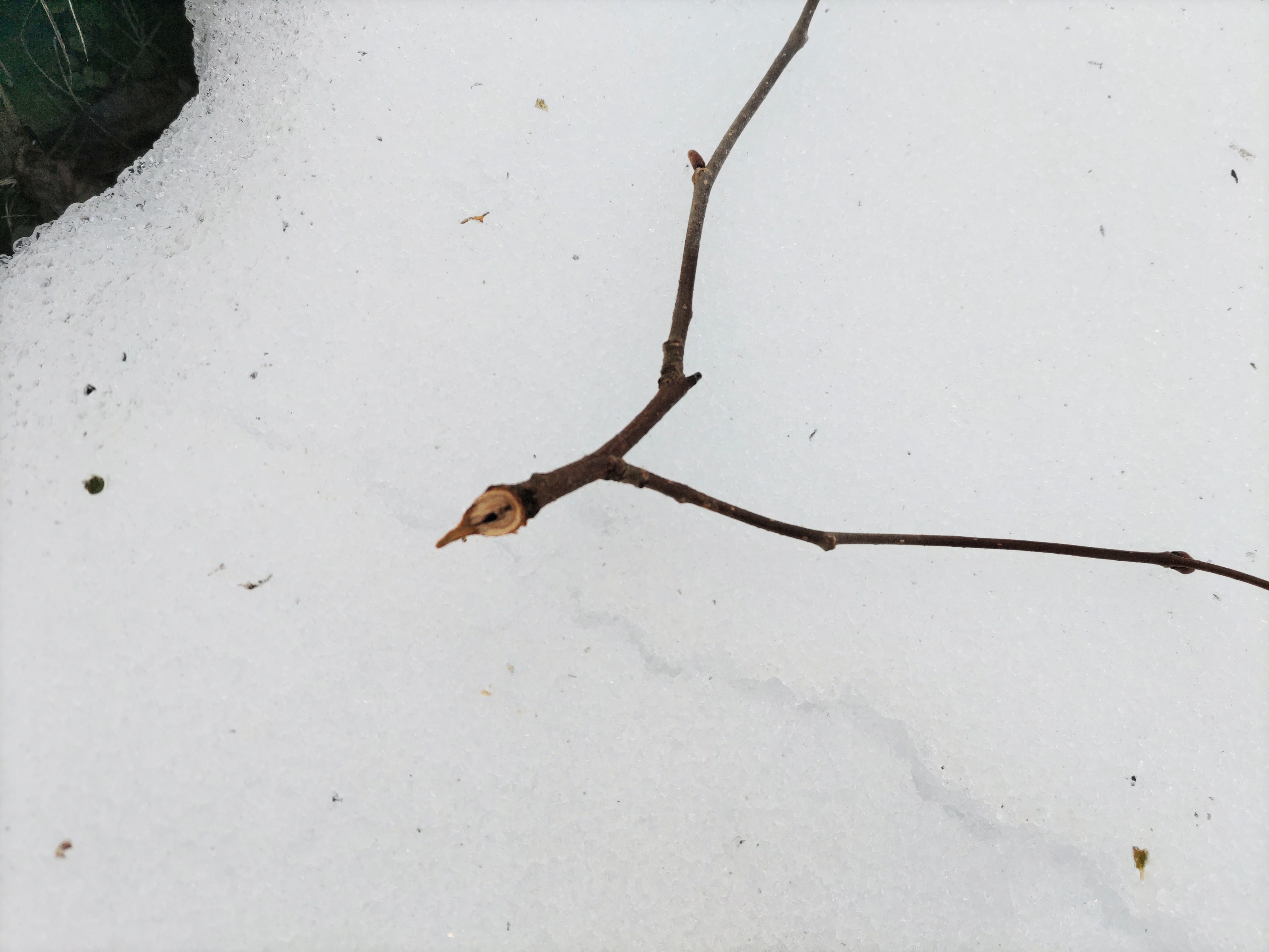 f:id:ninasimone:20230212082822j:image