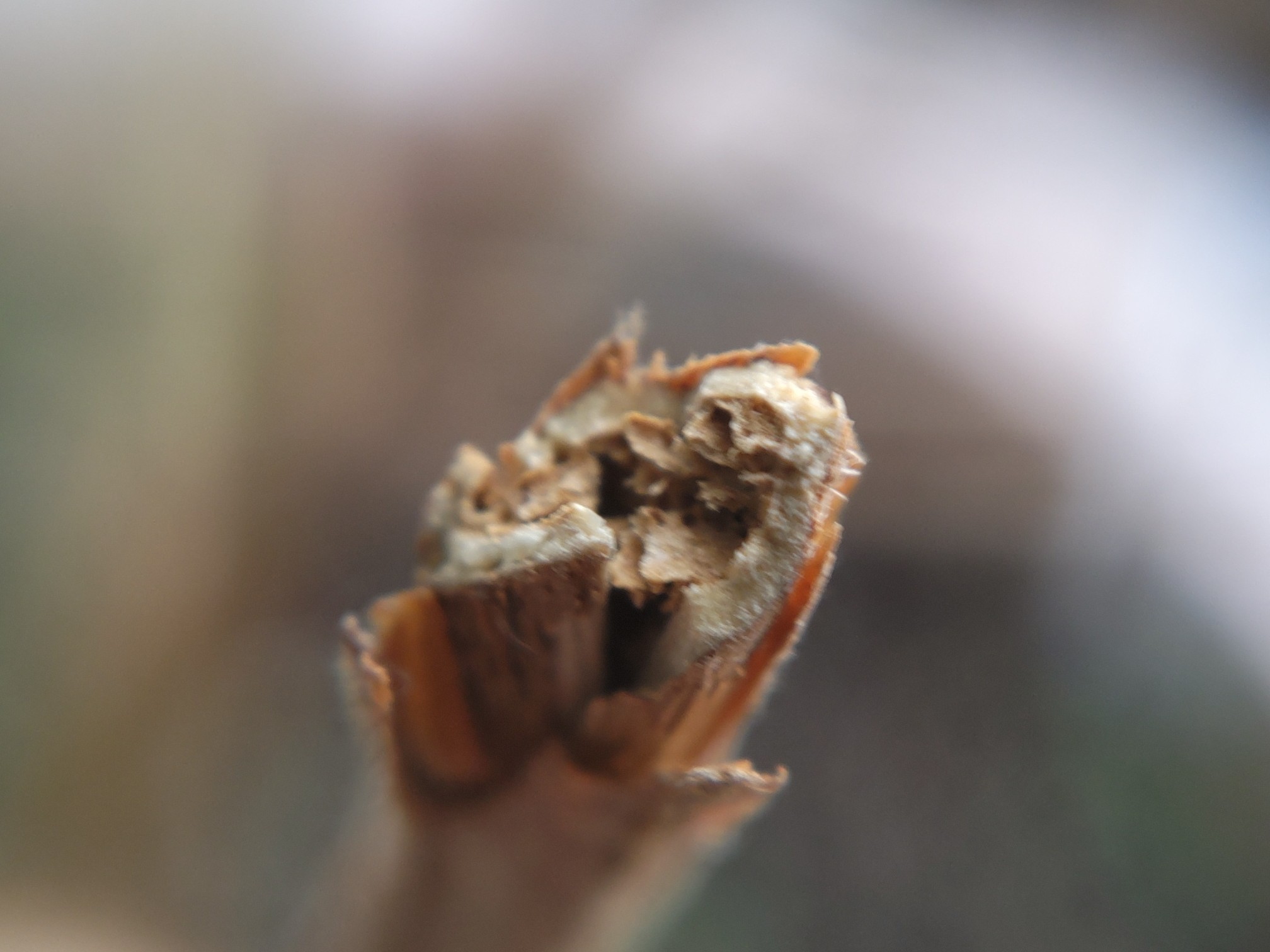 f:id:ninasimone:20230301113917j:image