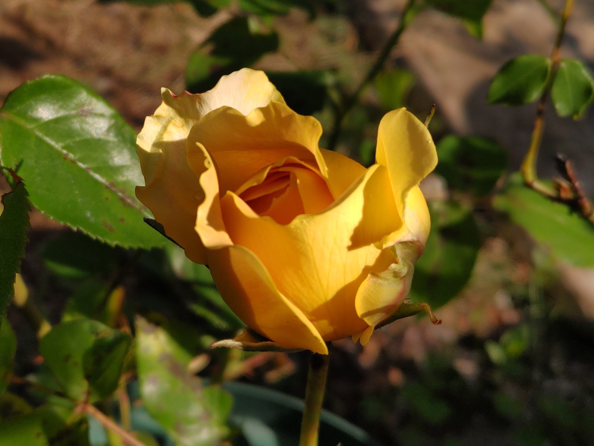 f:id:ninasimone:20230519164533j:image