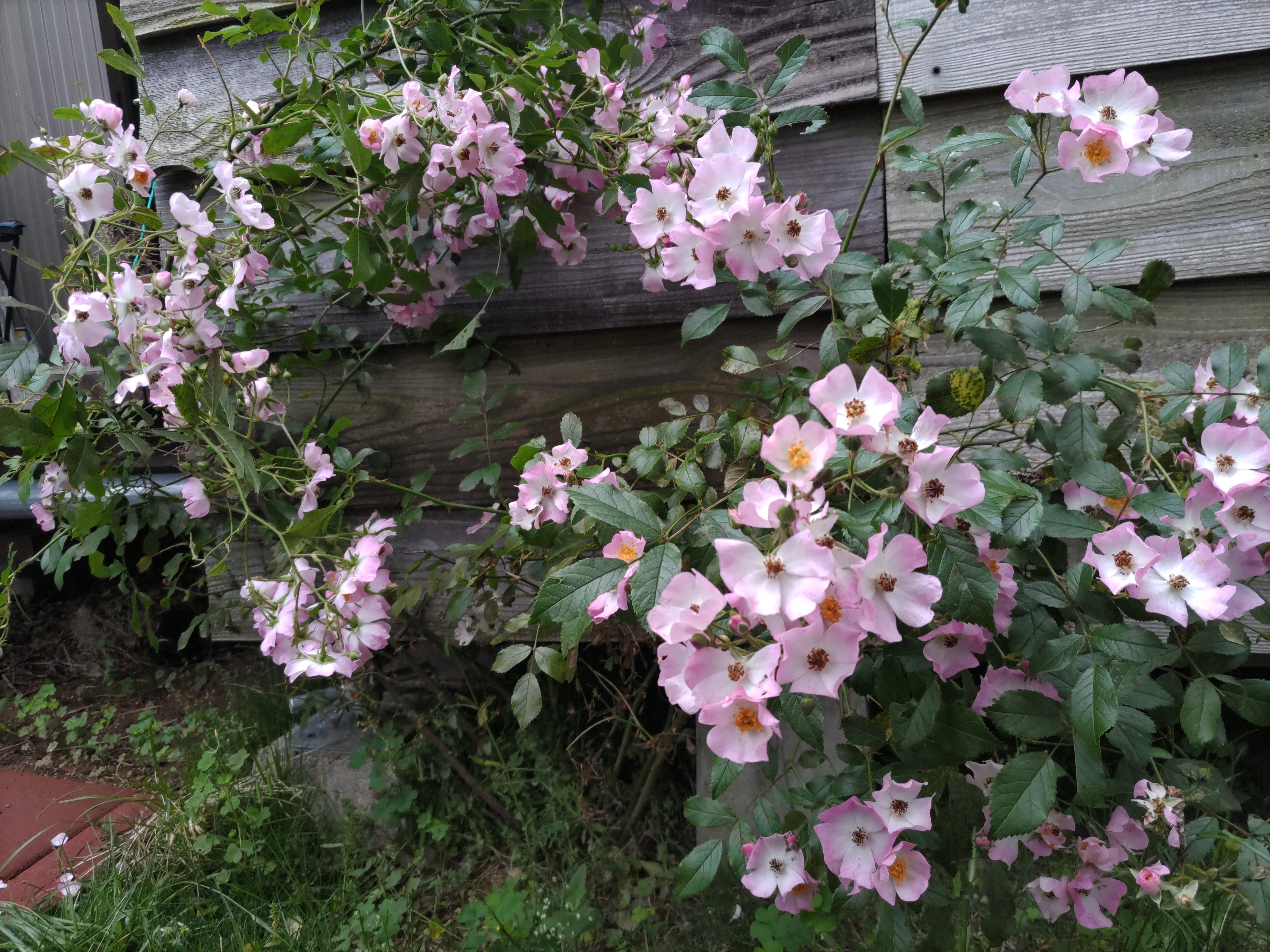 f:id:ninasimone:20230520065821j:image
