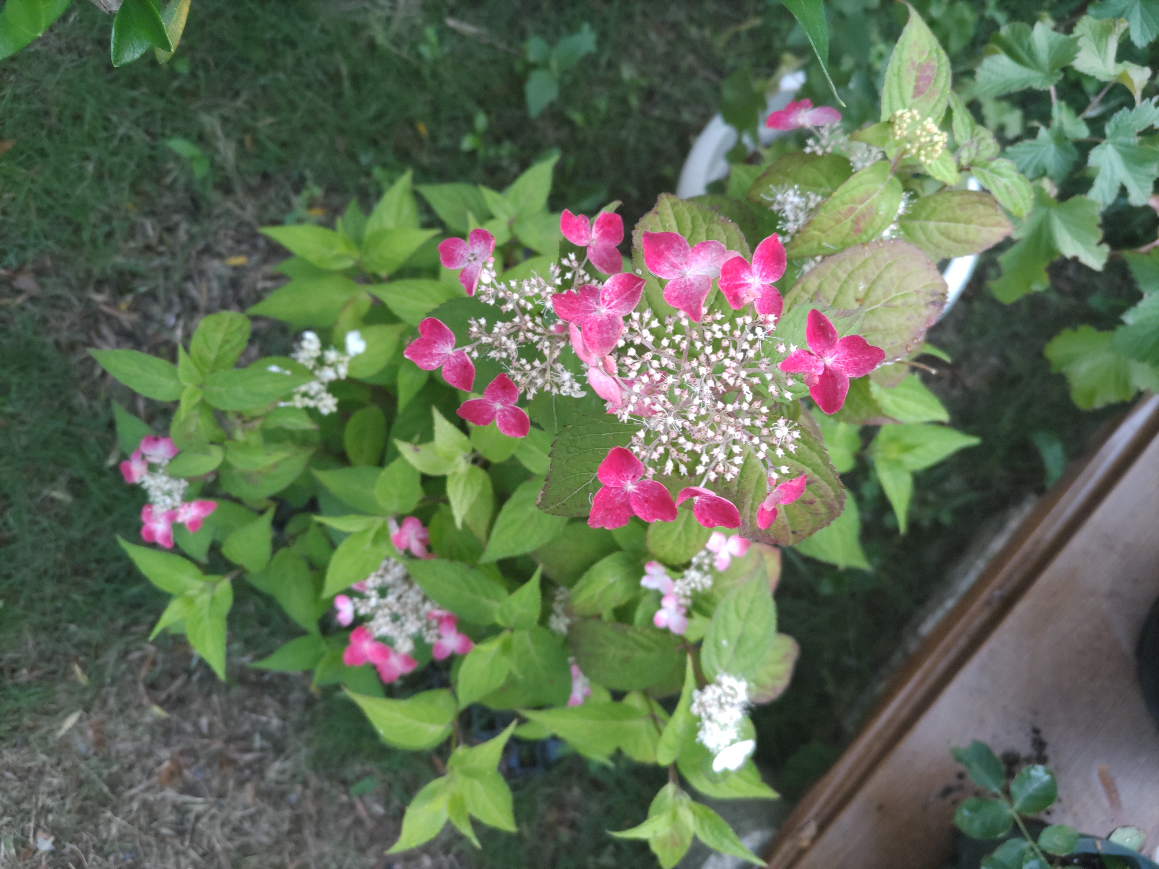 f:id:ninasimone:20230607204544j:image