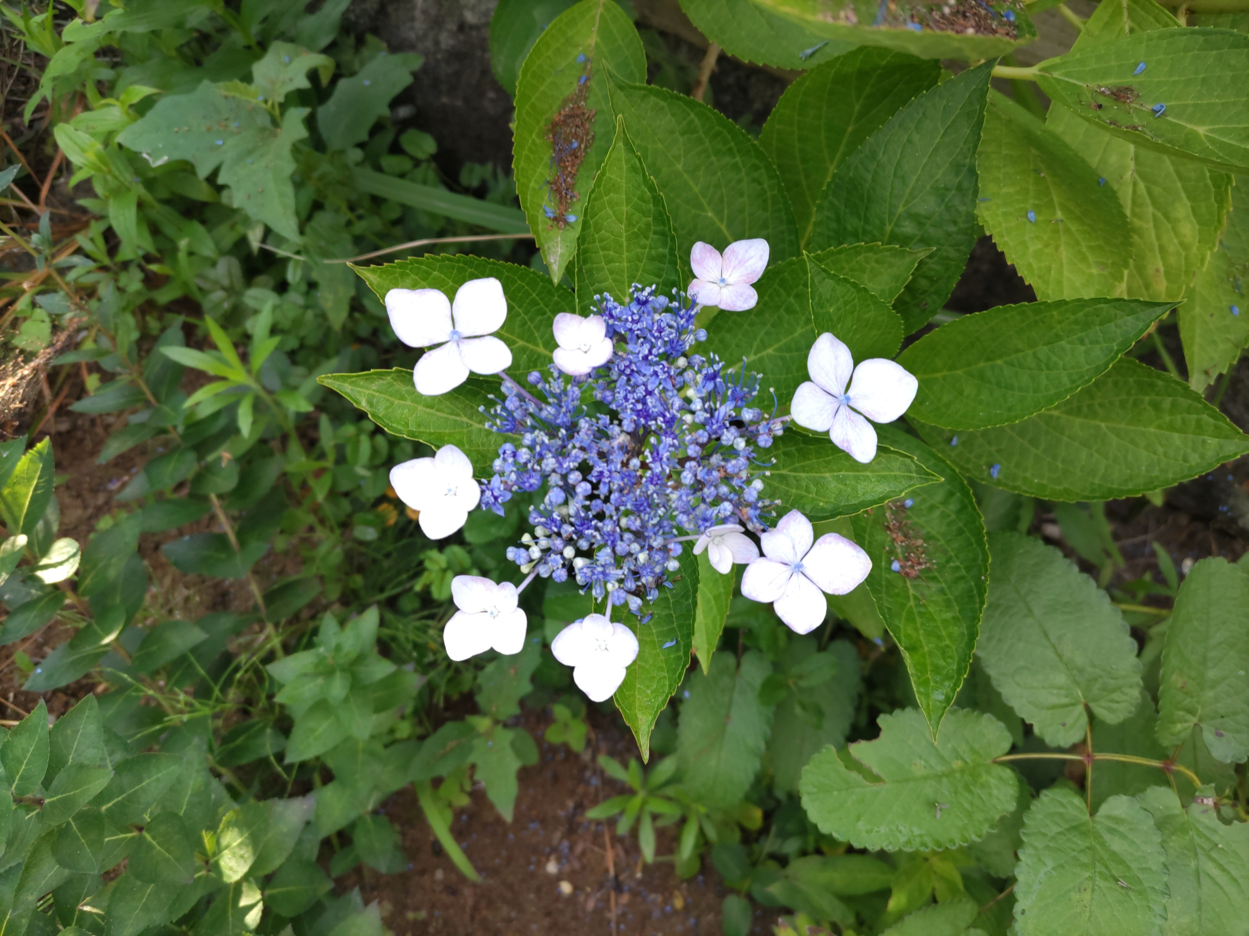 f:id:ninasimone:20230625062315j:image