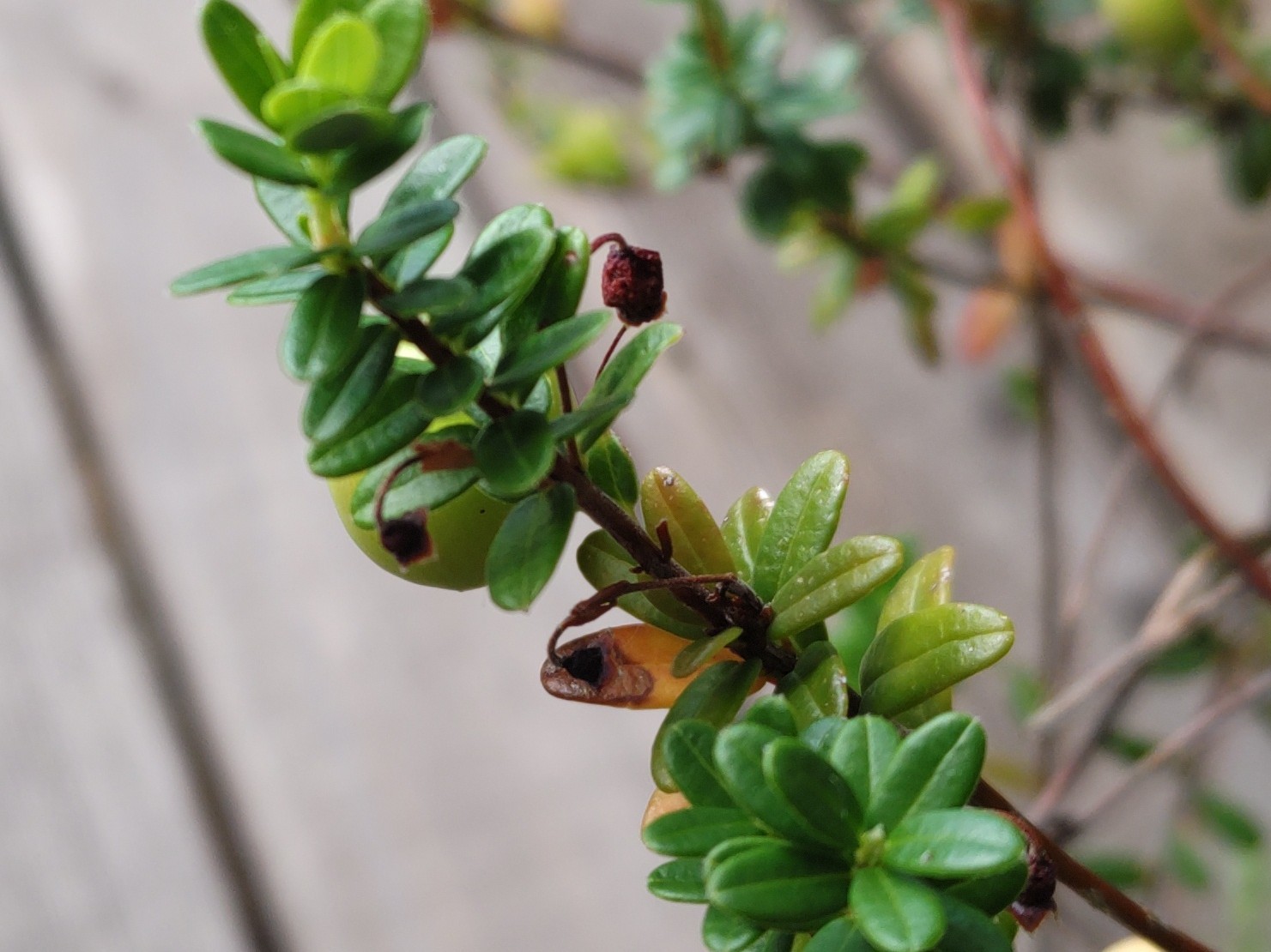 f:id:ninasimone:20230731074420j:image f:id:ninasimone:20230731074420j:image