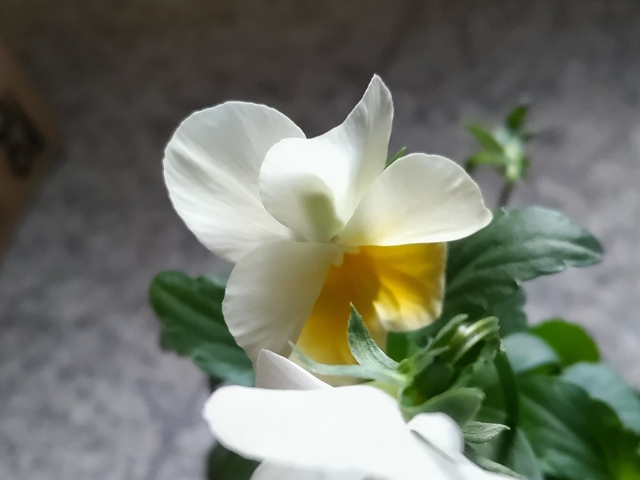 f:id:ninasimone:20231129122809j:image