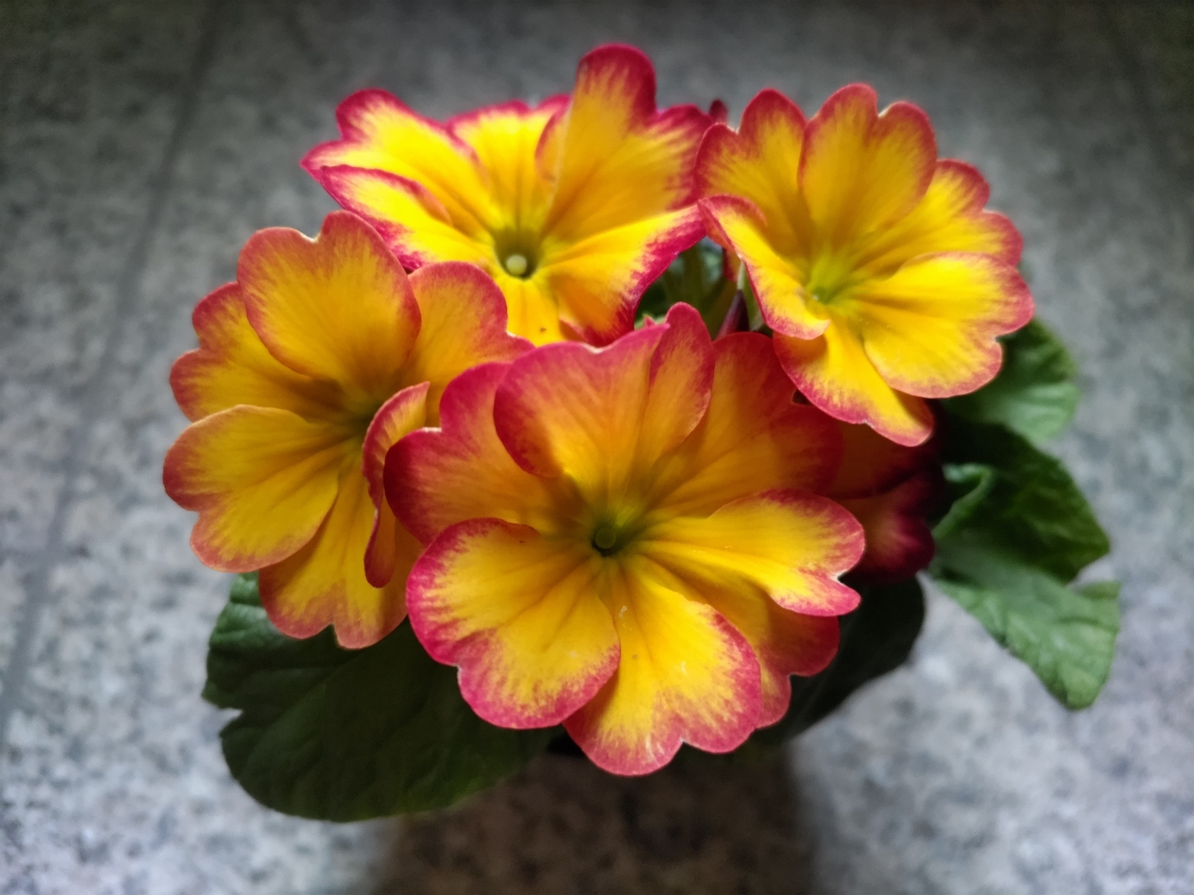 f:id:ninasimone:20231129123018j:image