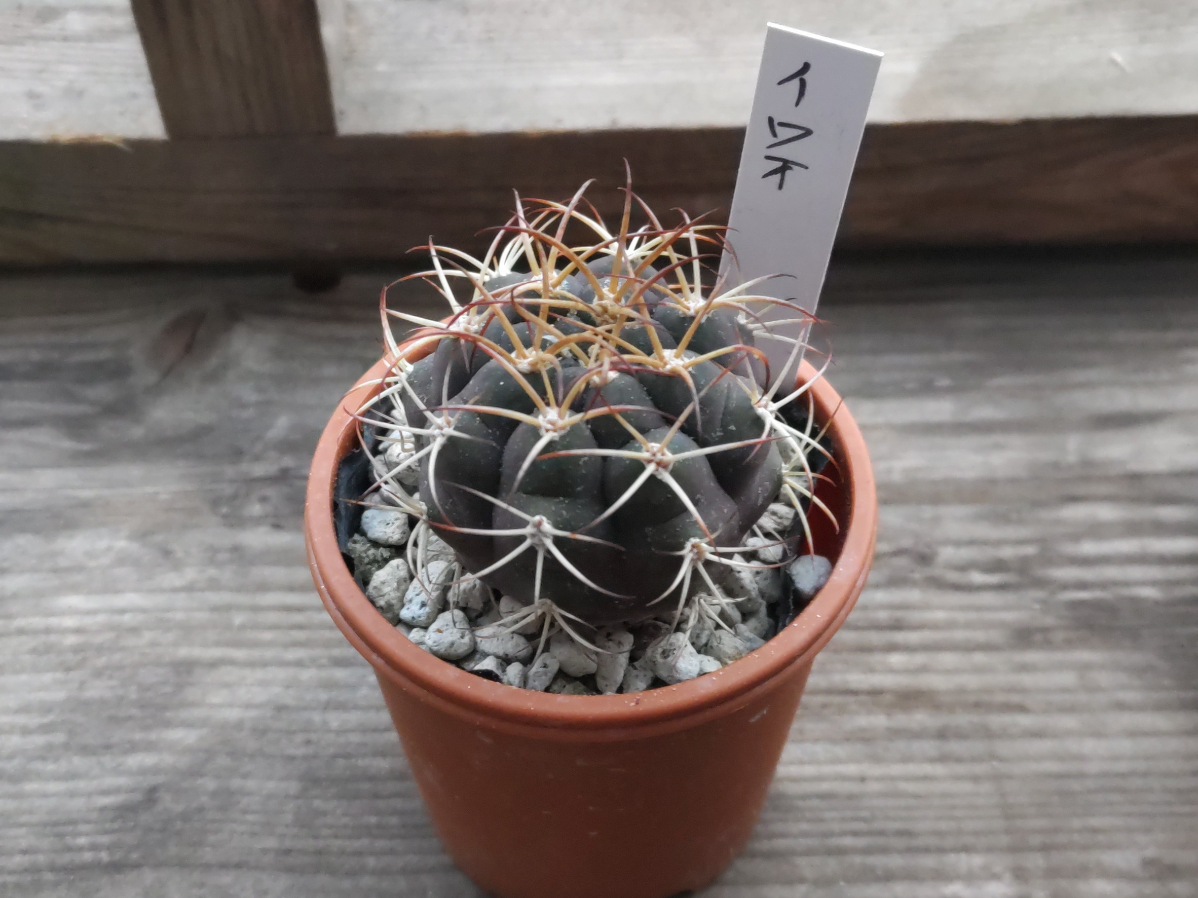 イワオというサボテン - この曲が心地よい！