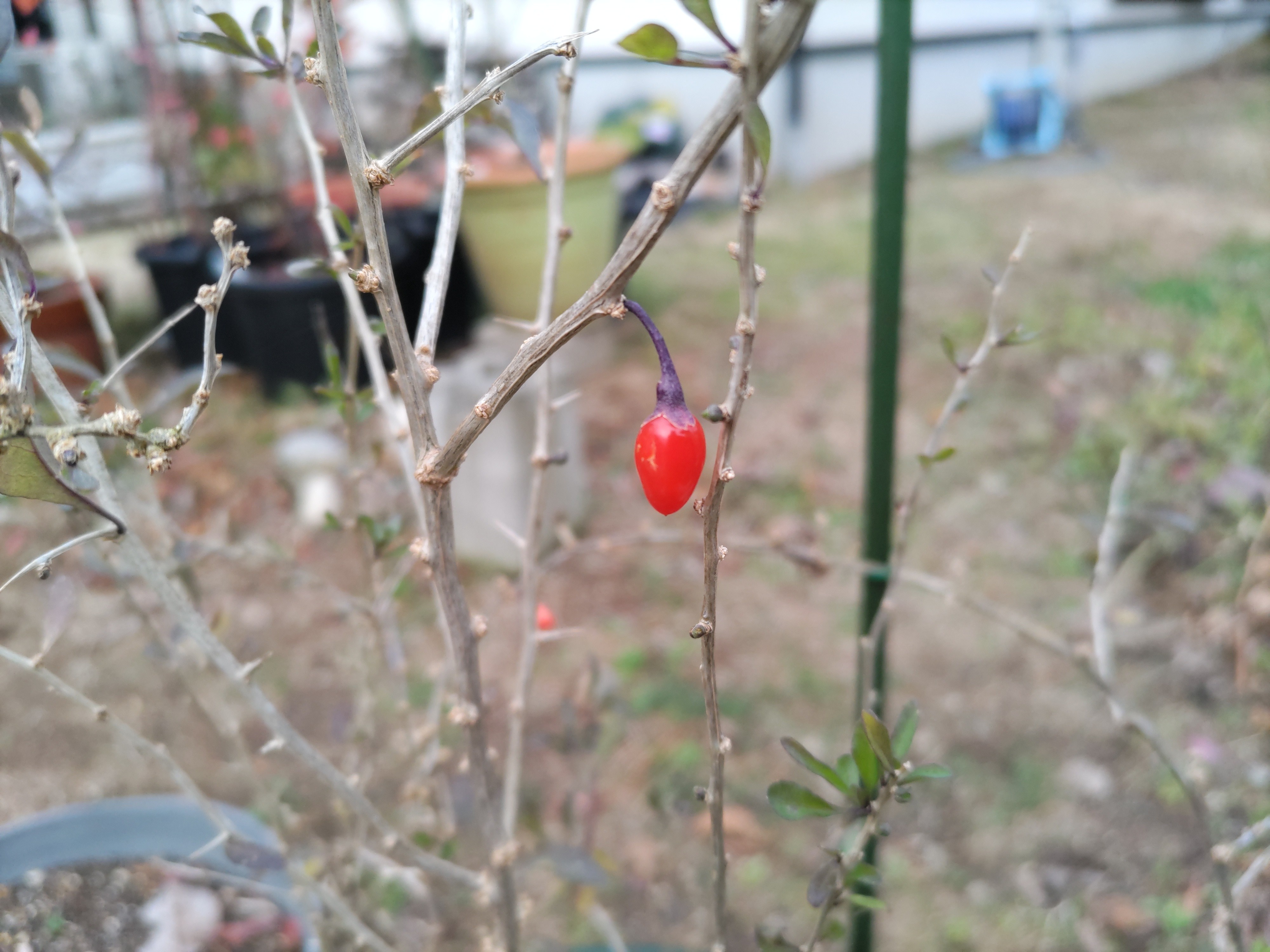 f:id:ninasimone:20231214161011j:image