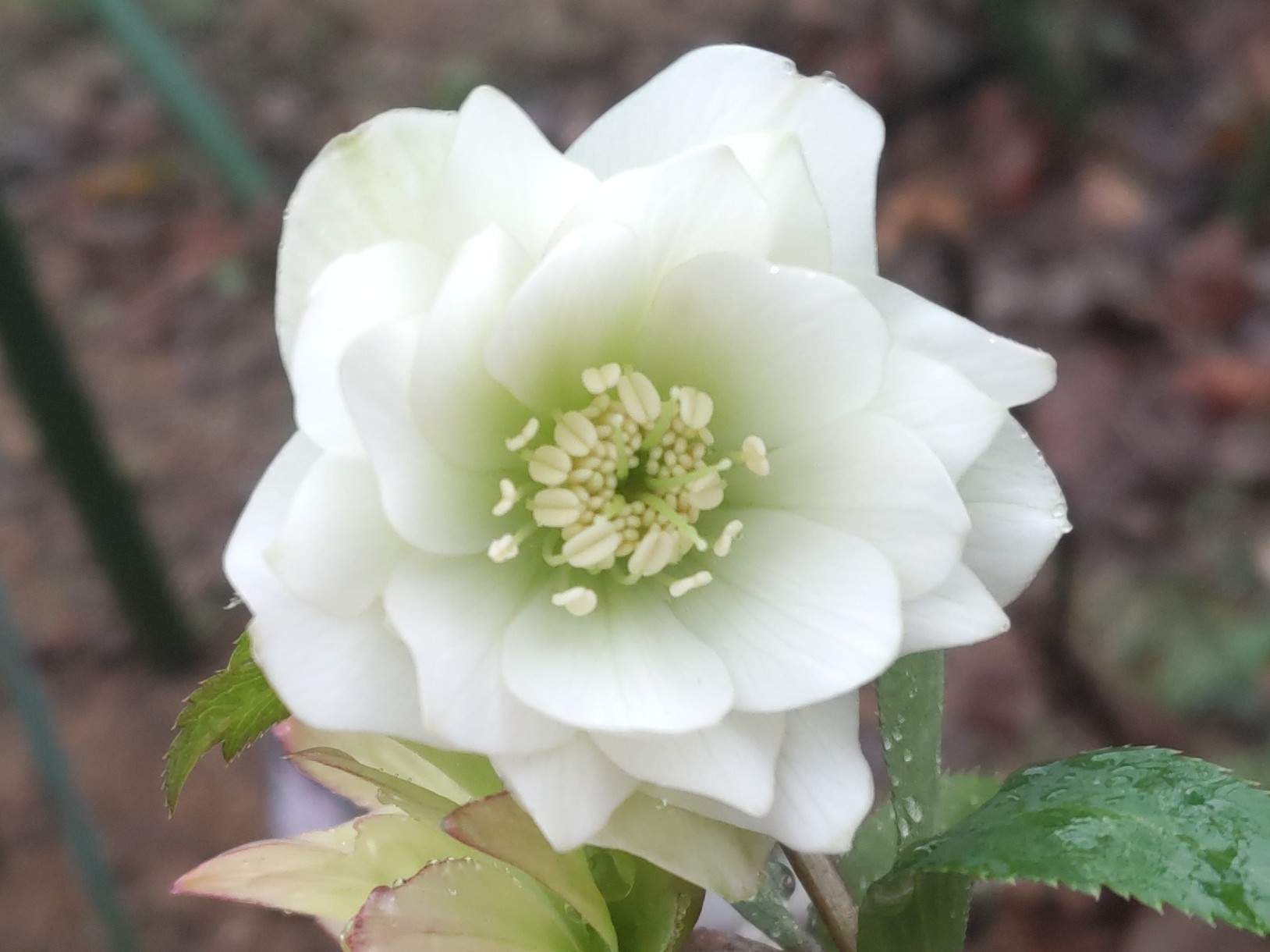 f:id:ninasimone:20240221133031j:image