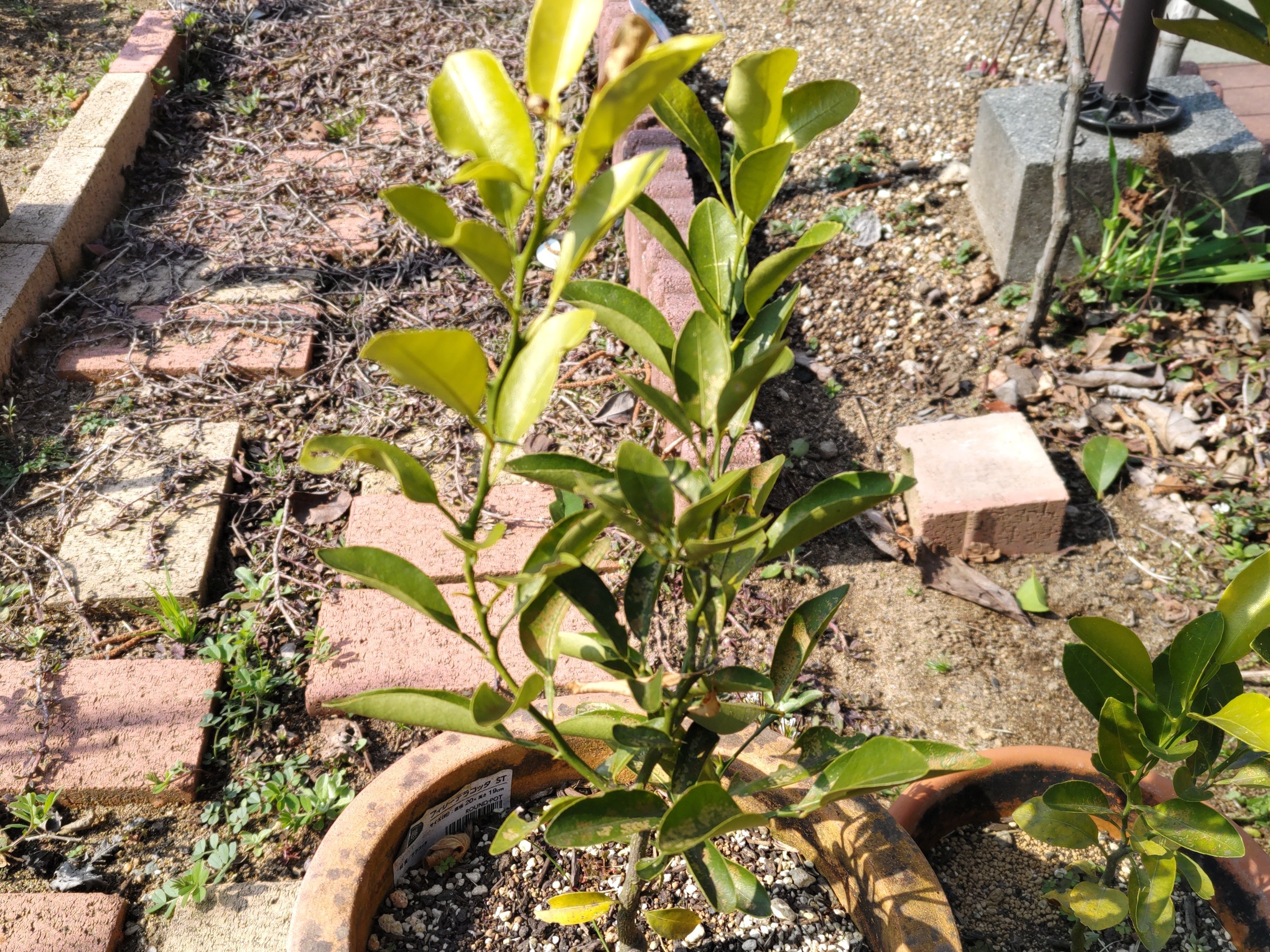 f:id:ninasimone:20240315105228j:image