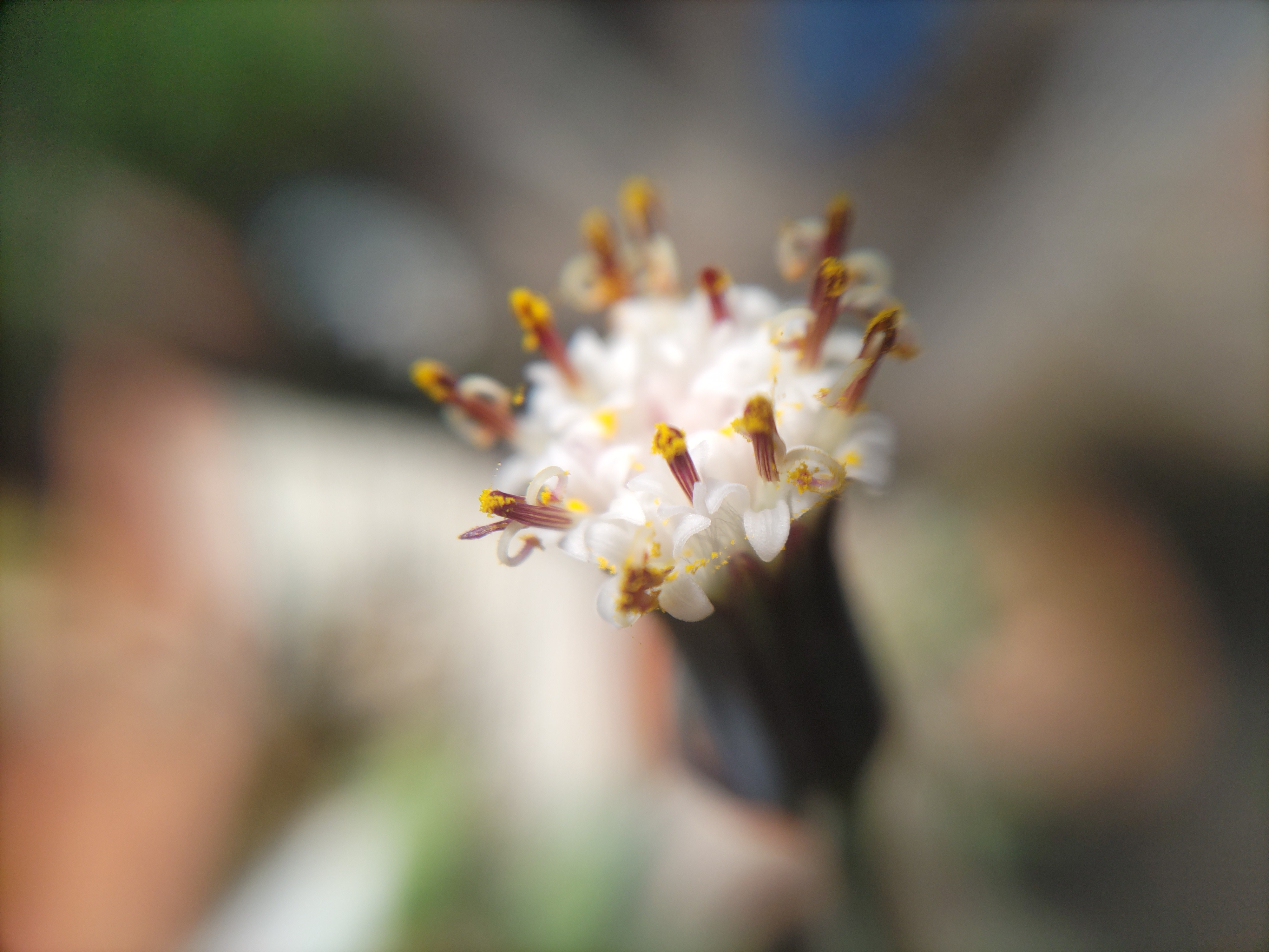 f:id:ninasimone:20240518082121j:image