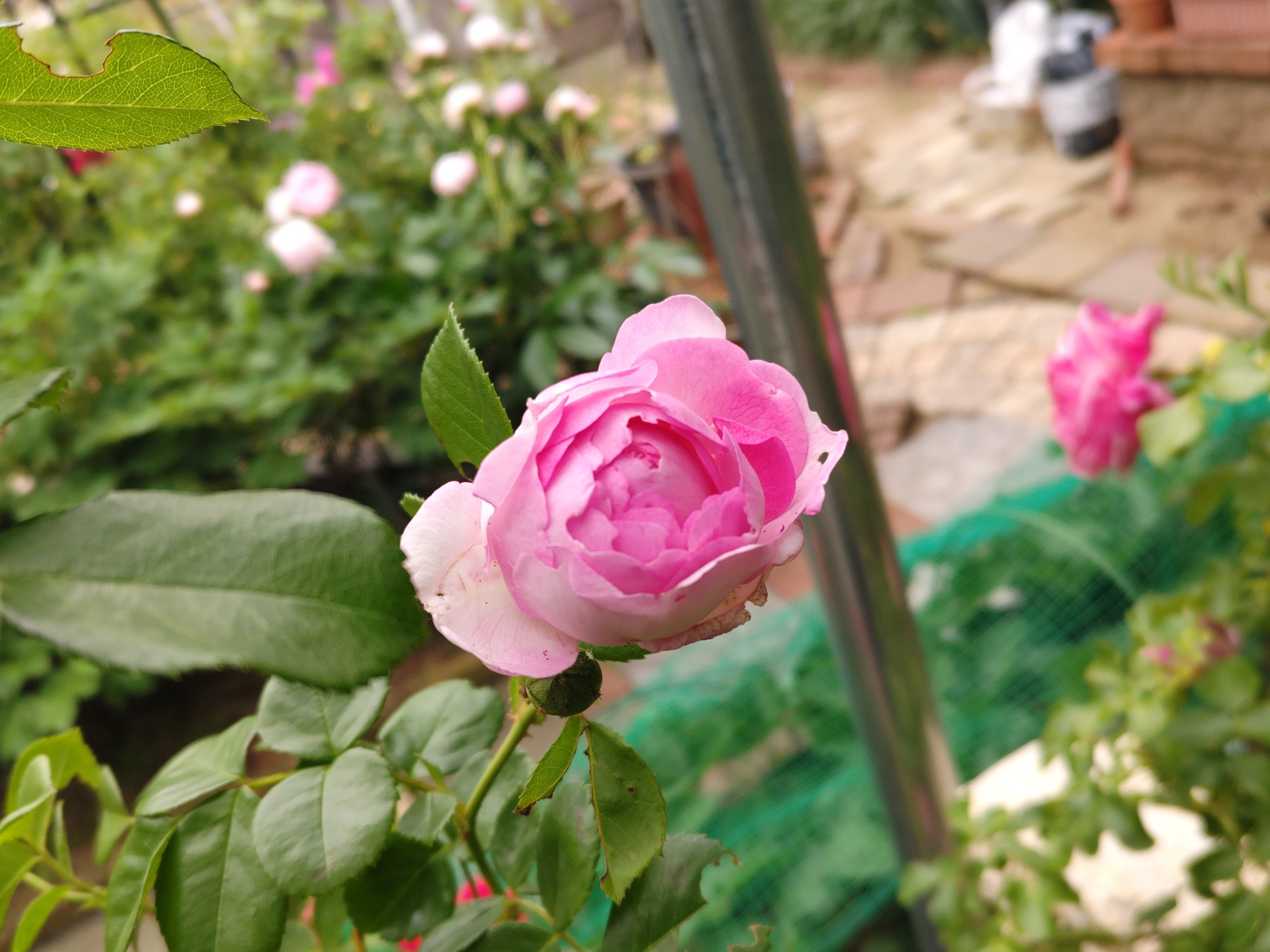 f:id:ninasimone:20240519174458j:image