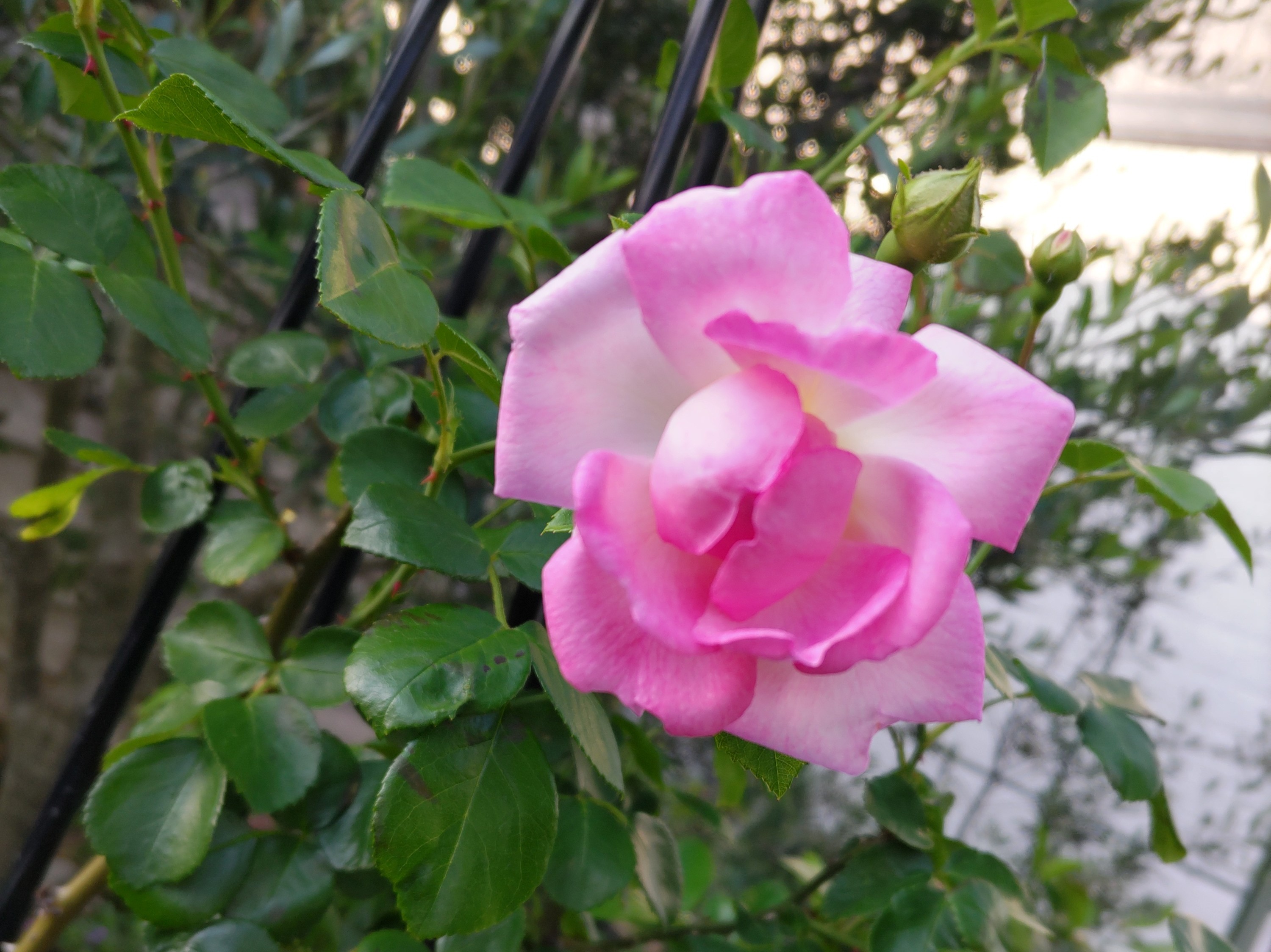 f:id:ninasimone:20240520174215j:image