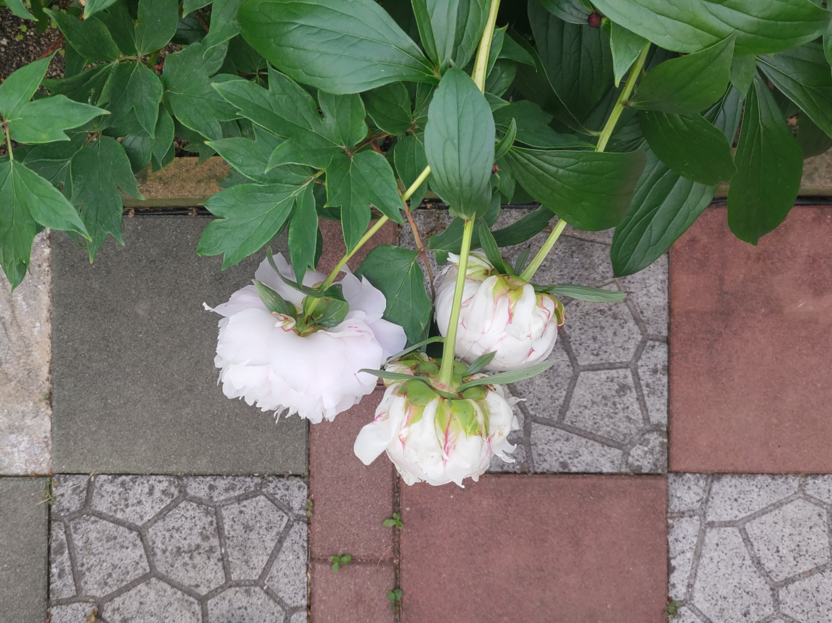 f:id:ninasimone:20240524164024j:image