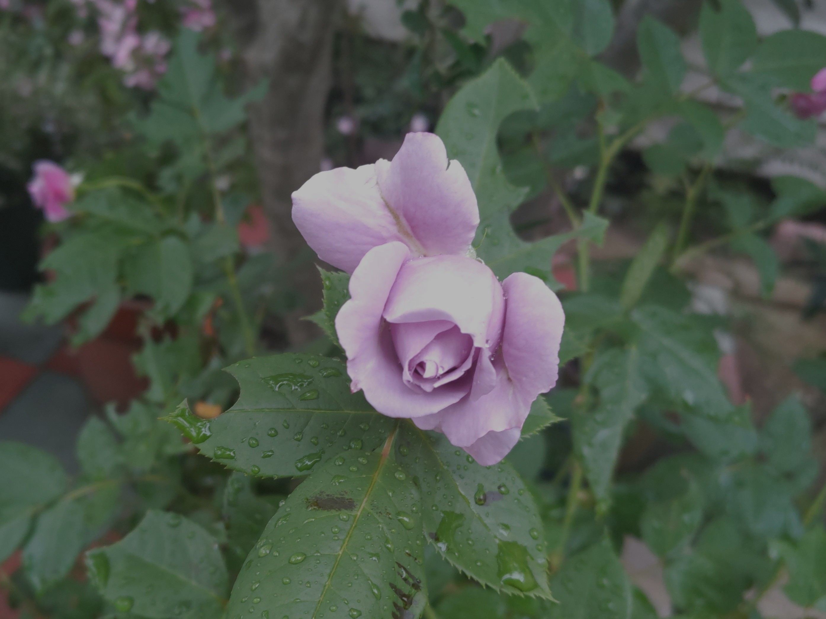 f:id:ninasimone:20240530154555j:image
