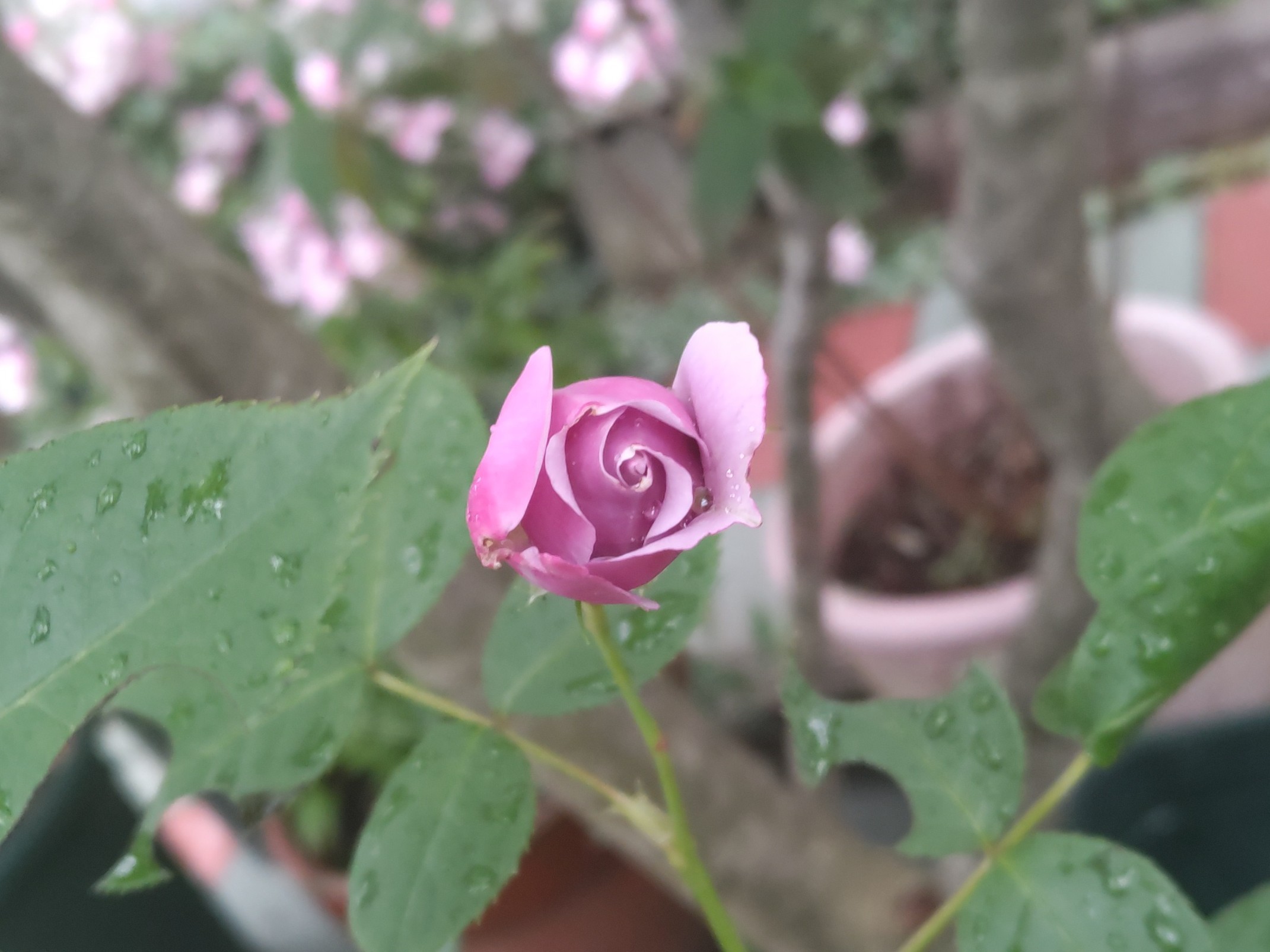 f:id:ninasimone:20240530154614j:image