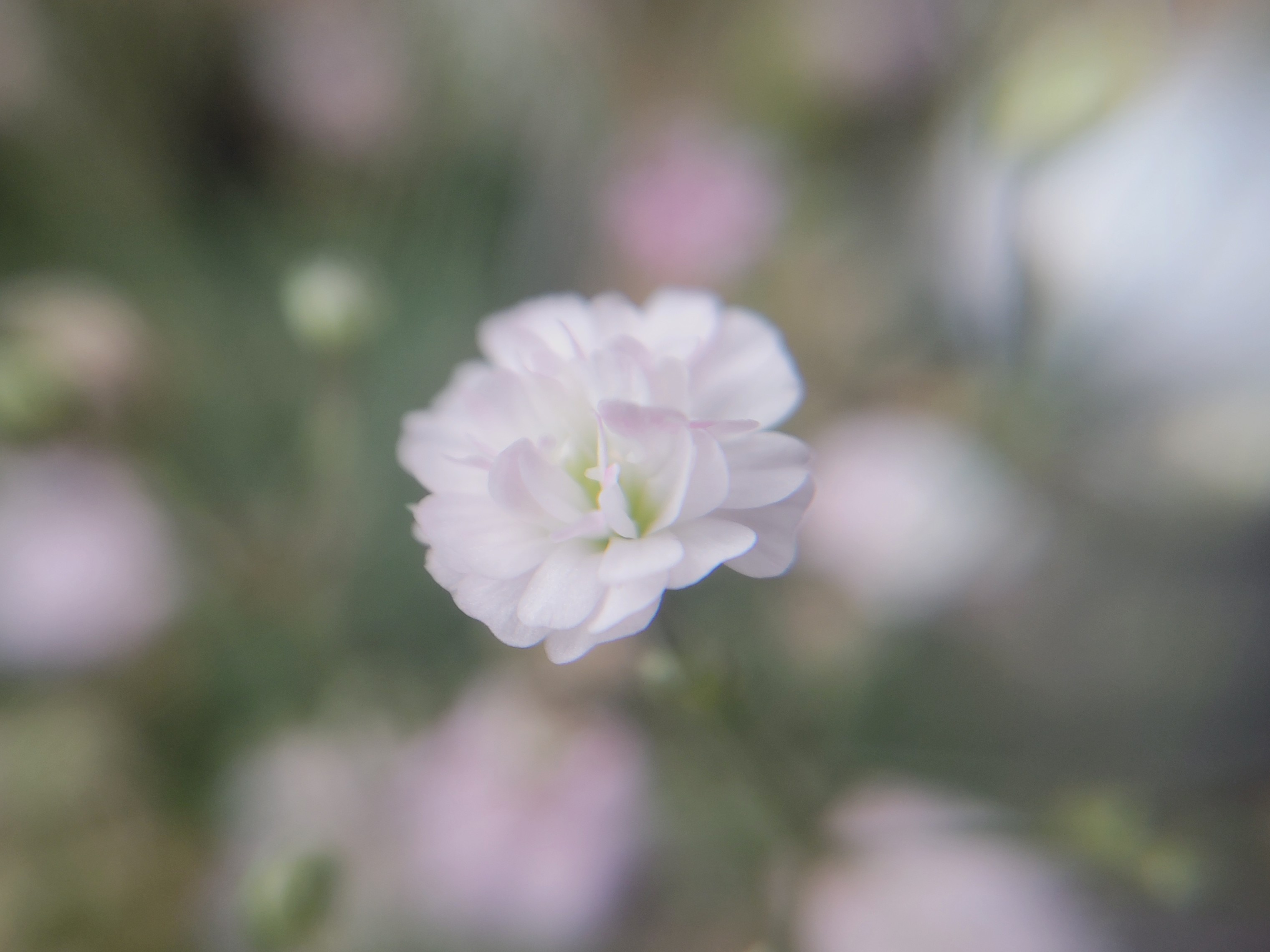 f:id:ninasimone:20240722152533j:image