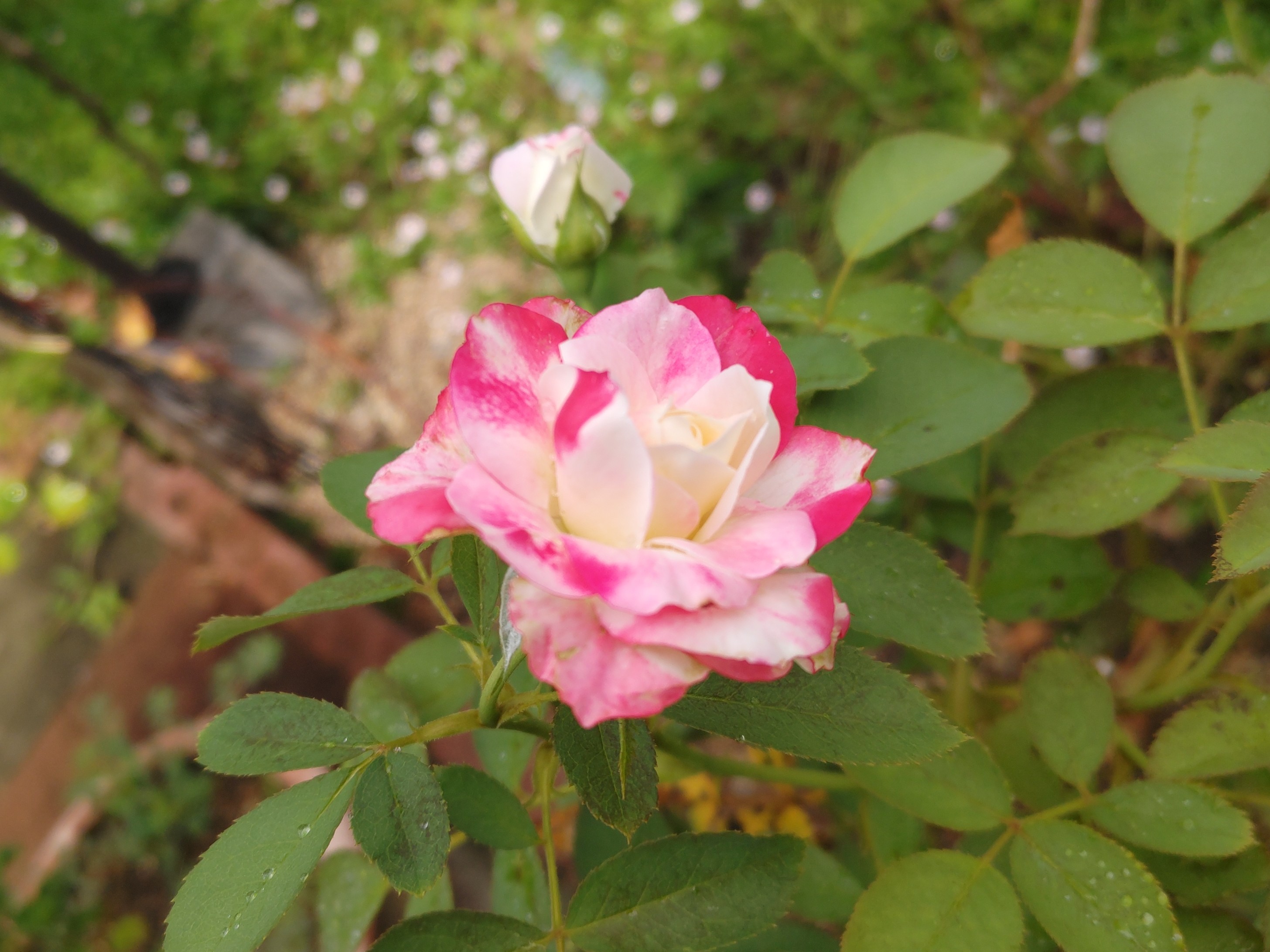 f:id:ninasimone:20240729172747j:image