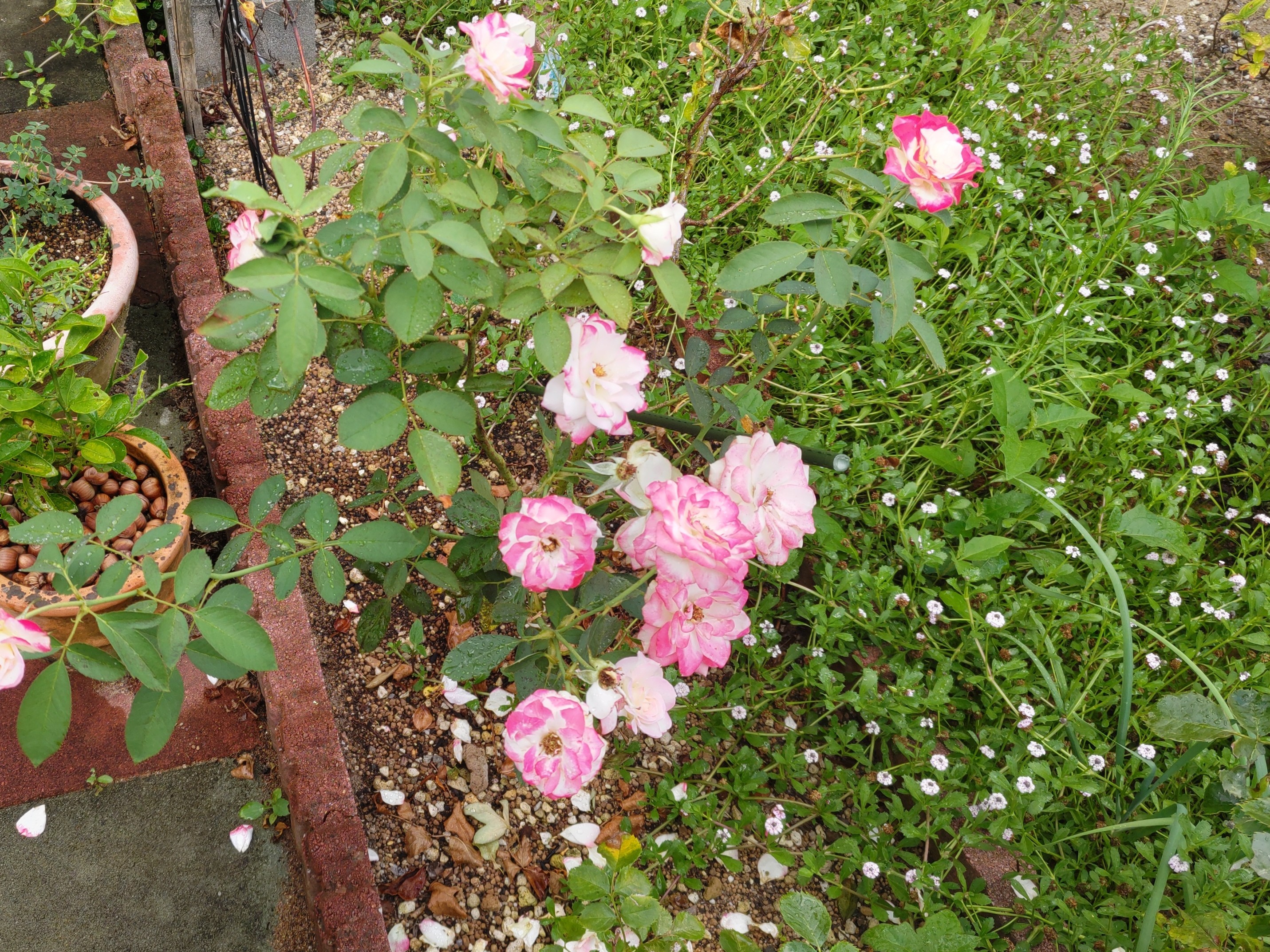 f:id:ninasimone:20240731075610j:image