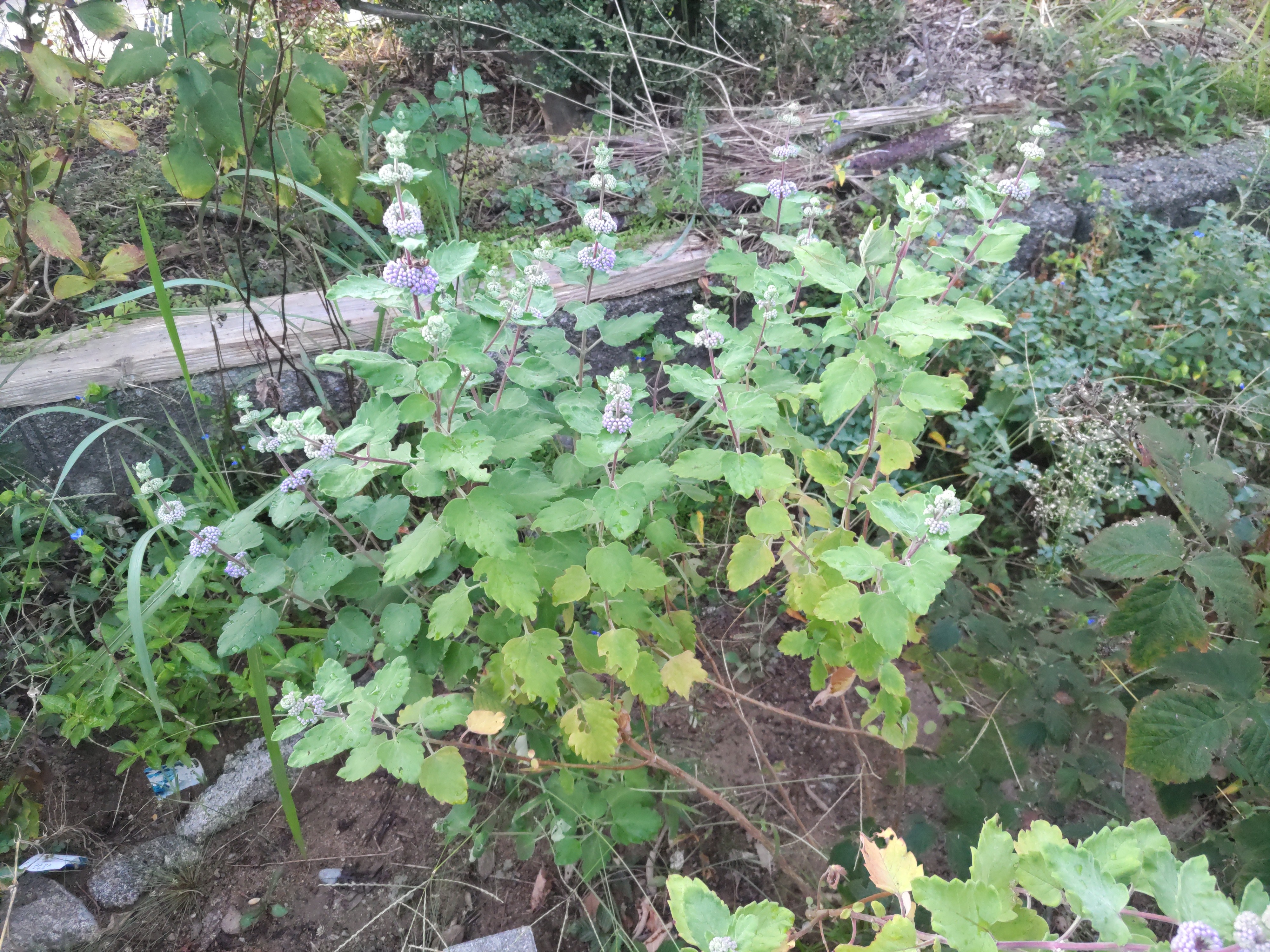 f:id:ninasimone:20240926061414j:image f:id:ninasimone:20240926061414j:image