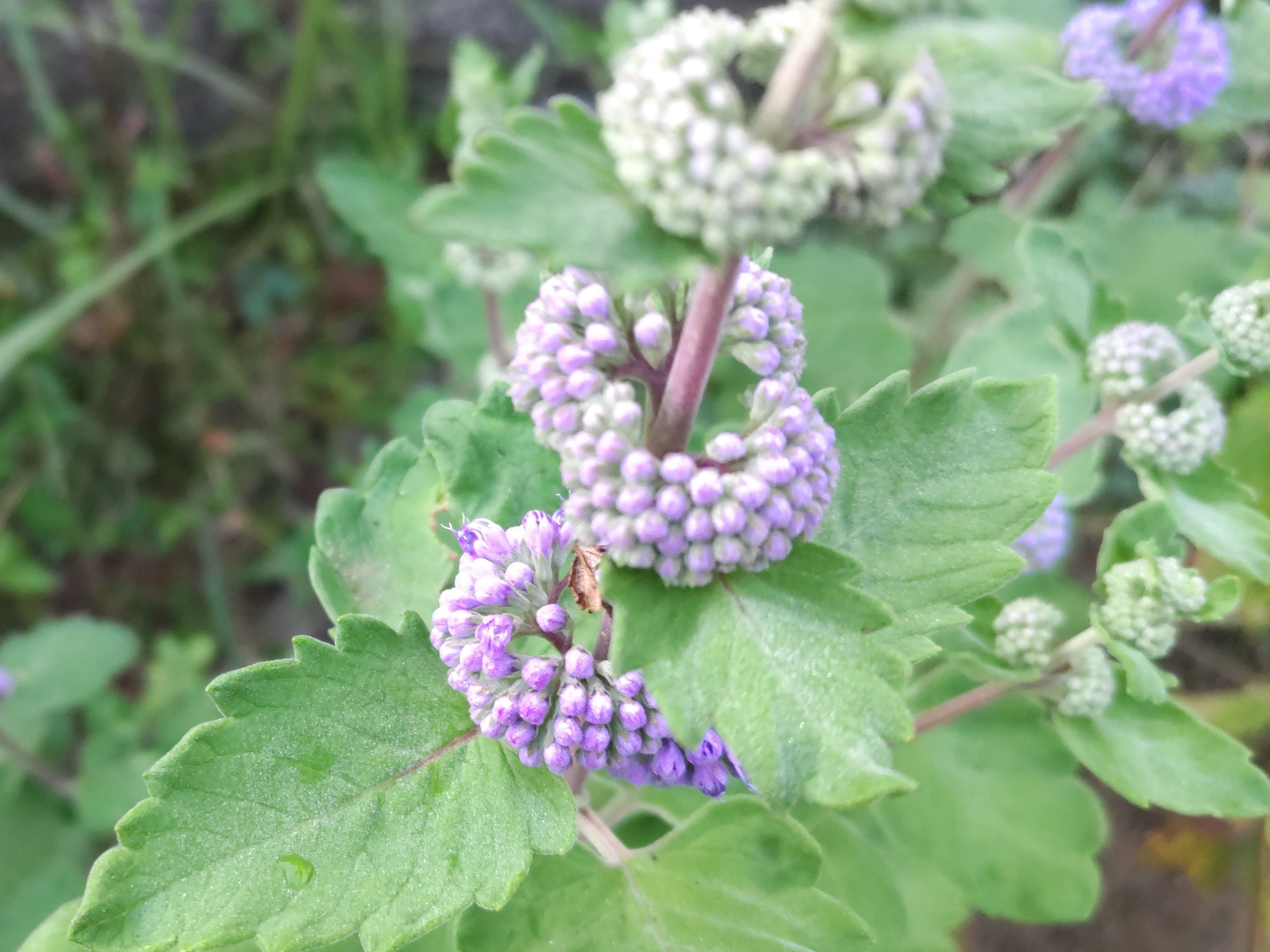 f:id:ninasimone:20240926061550j:image f:id:ninasimone:20240926061550j:image