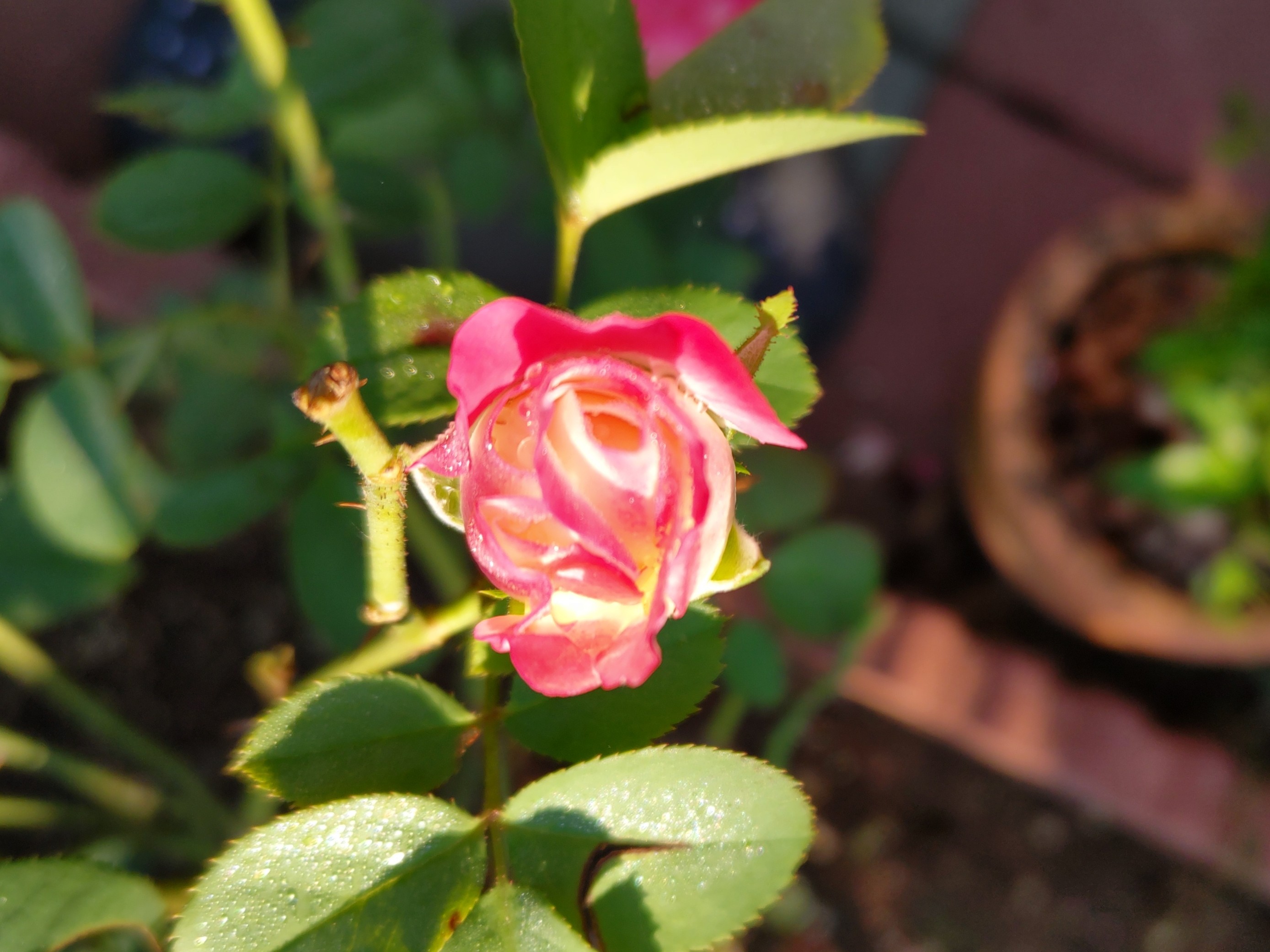 f:id:ninasimone:20241001073325j:image