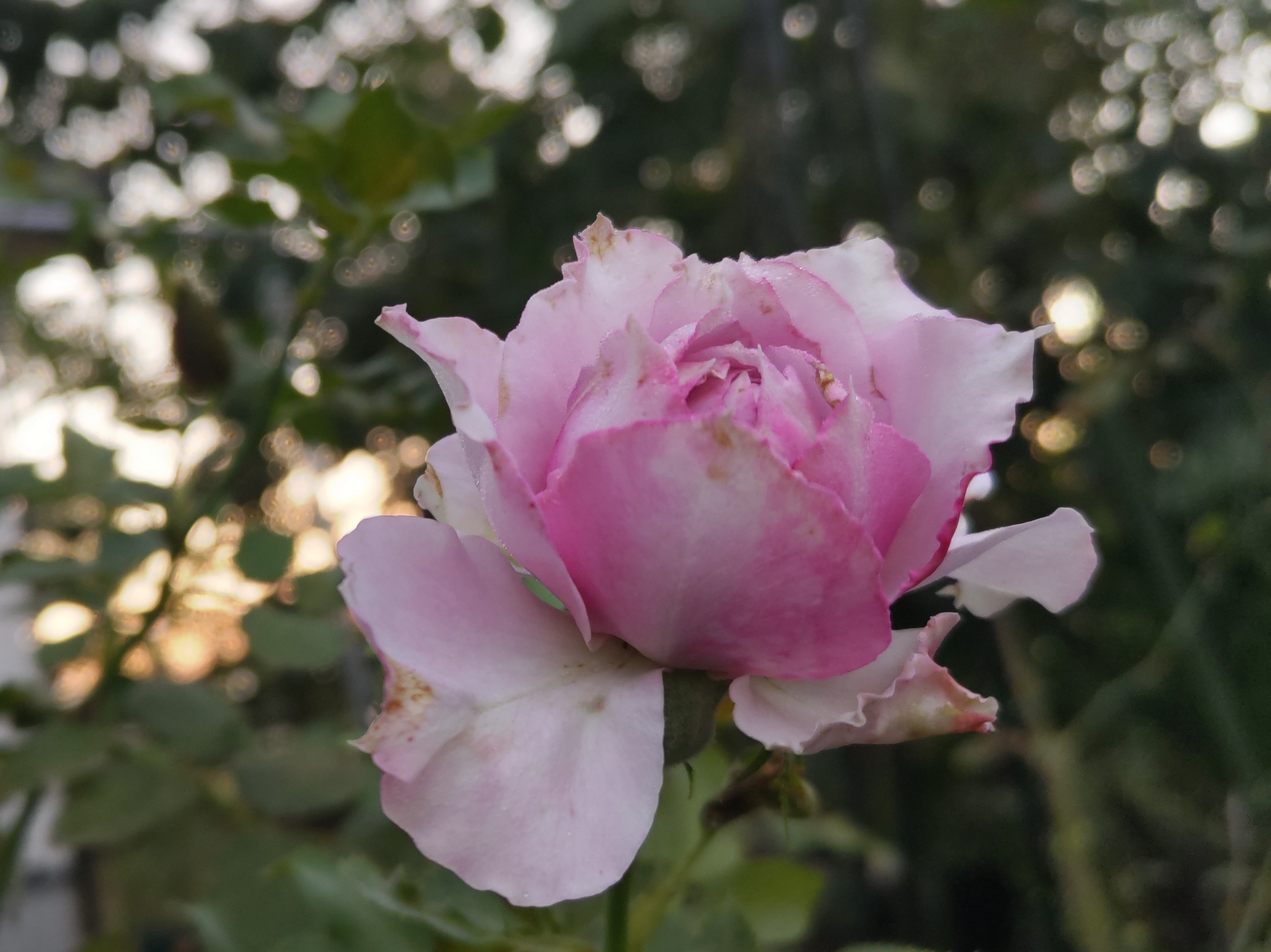 f:id:ninasimone:20241001073642j:image