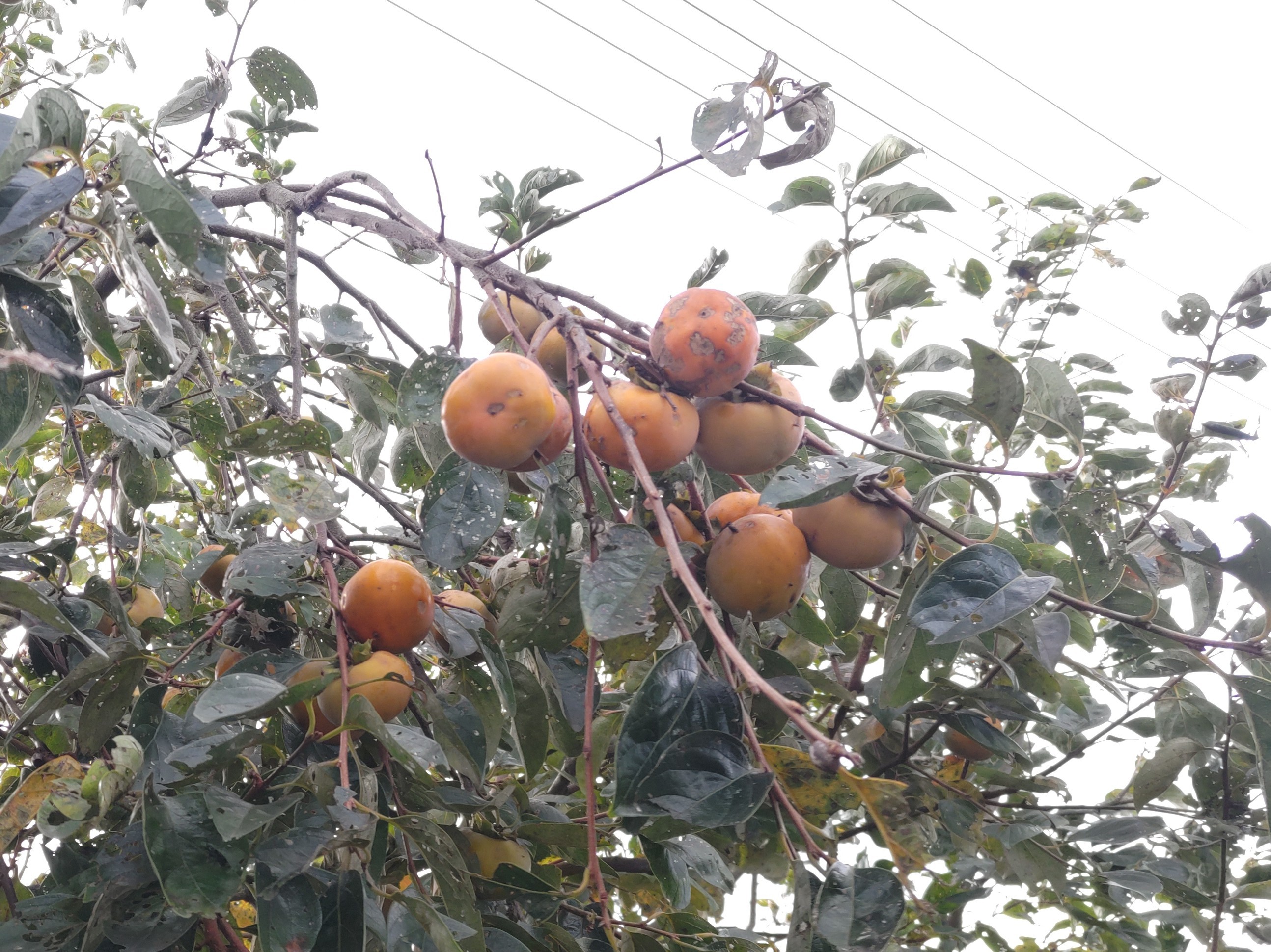 f:id:ninasimone:20241023090500j:image f:id:ninasimone:20241023090500j:image