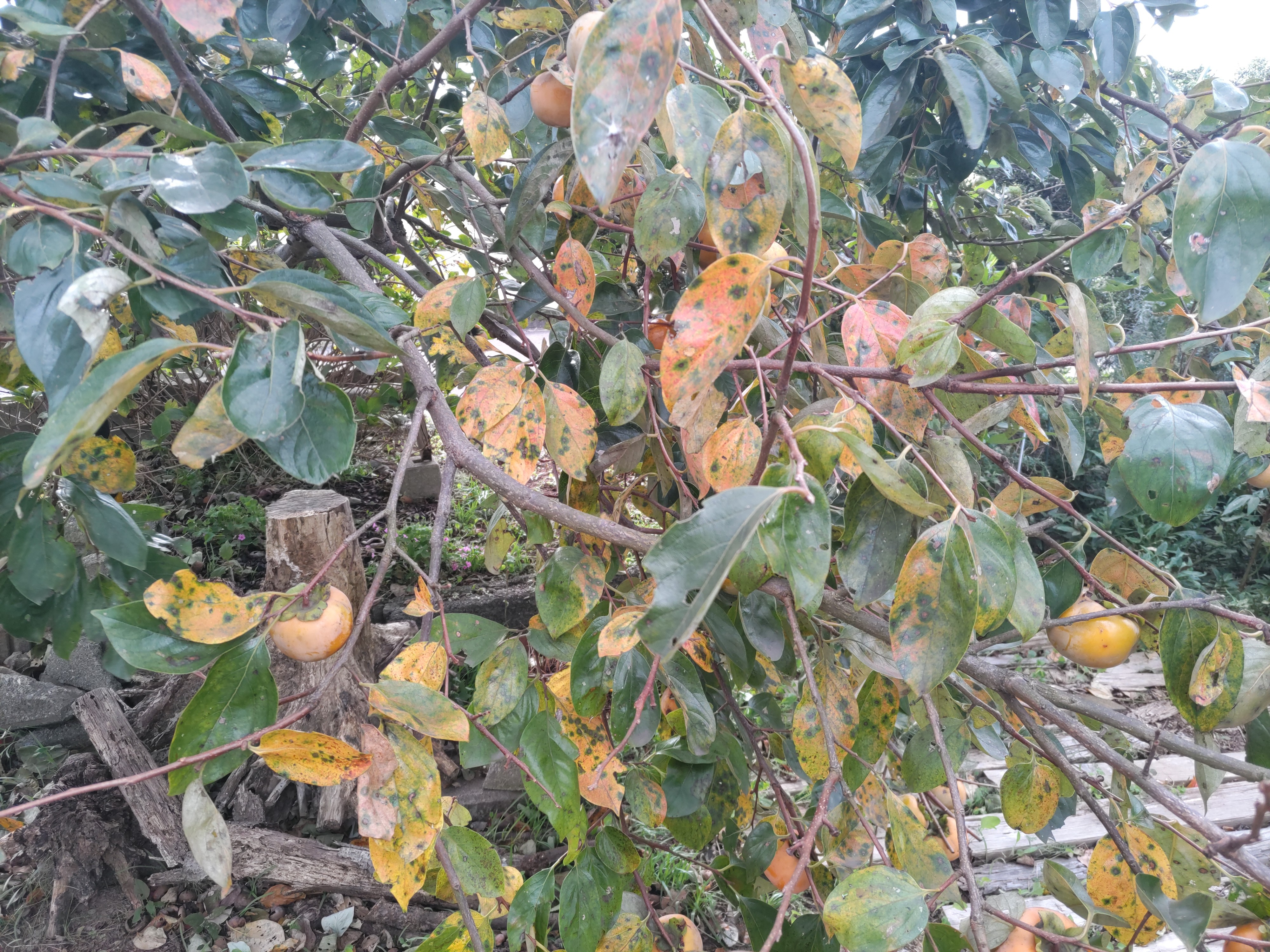 f:id:ninasimone:20241023090523j:image f:id:ninasimone:20241023090523j:image