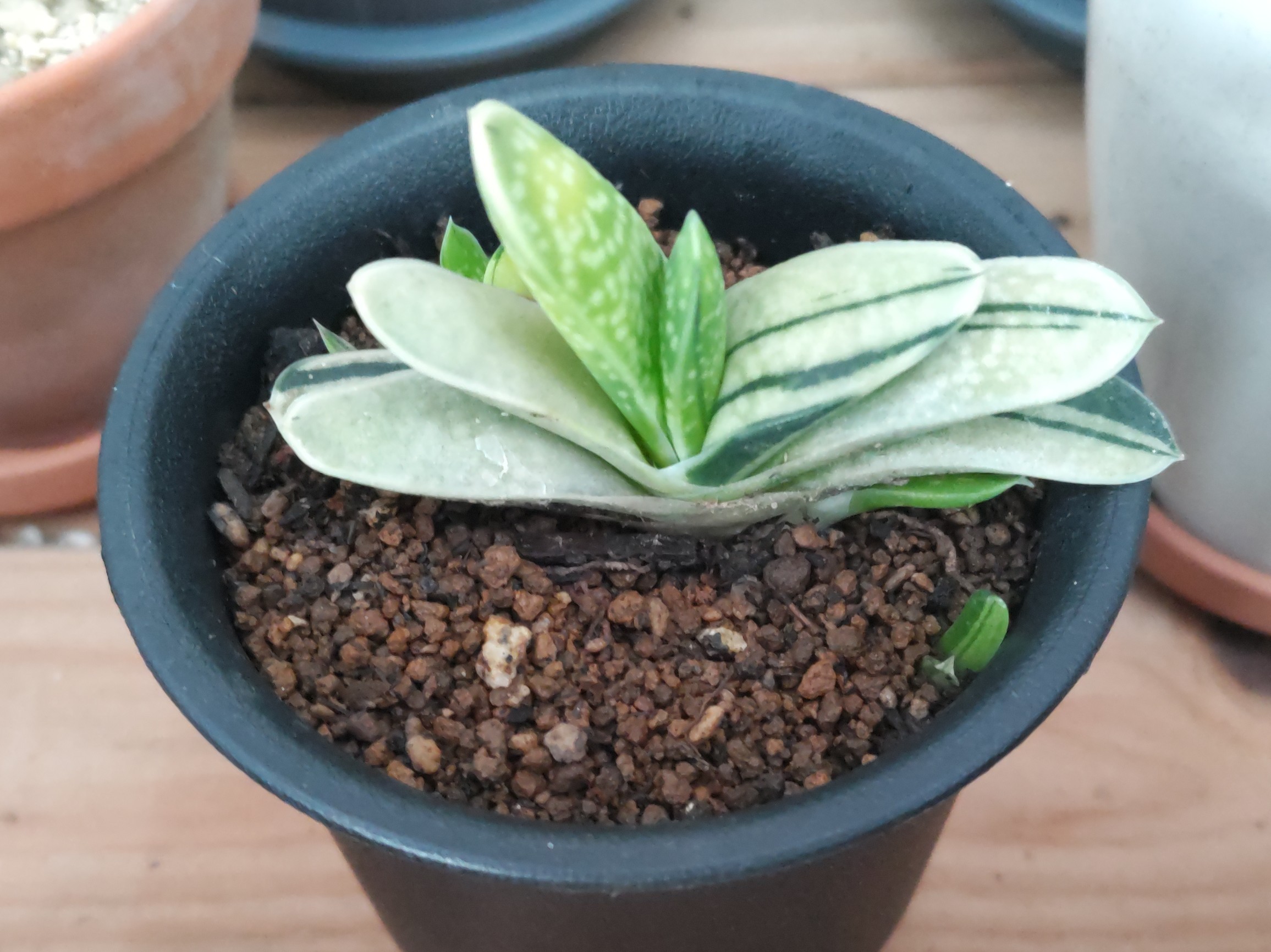 f:id:ninasimone:20241029071627j:image f:id:ninasimone:20241029071627j:image