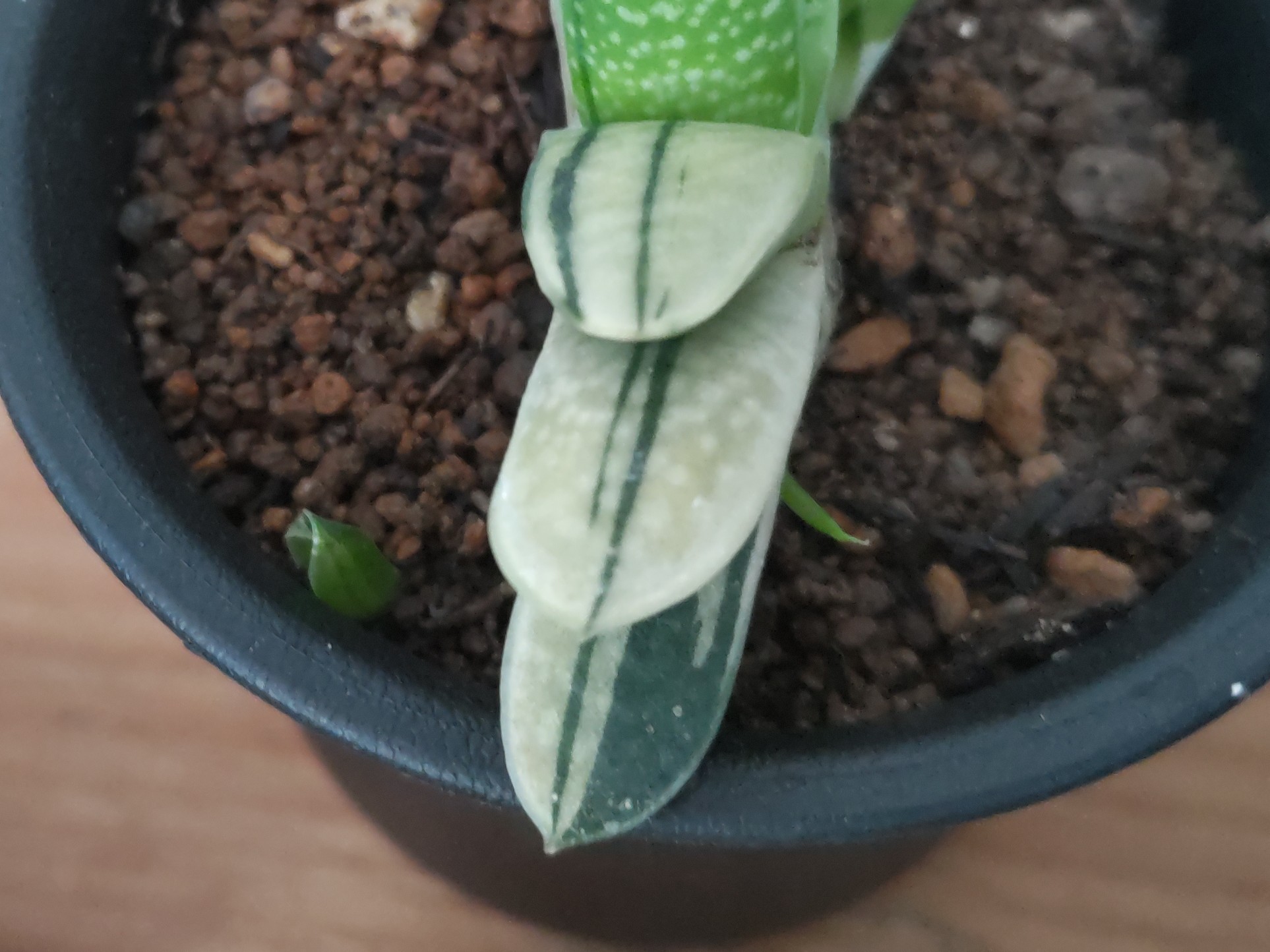 f:id:ninasimone:20241029071709j:image f:id:ninasimone:20241029071709j:image