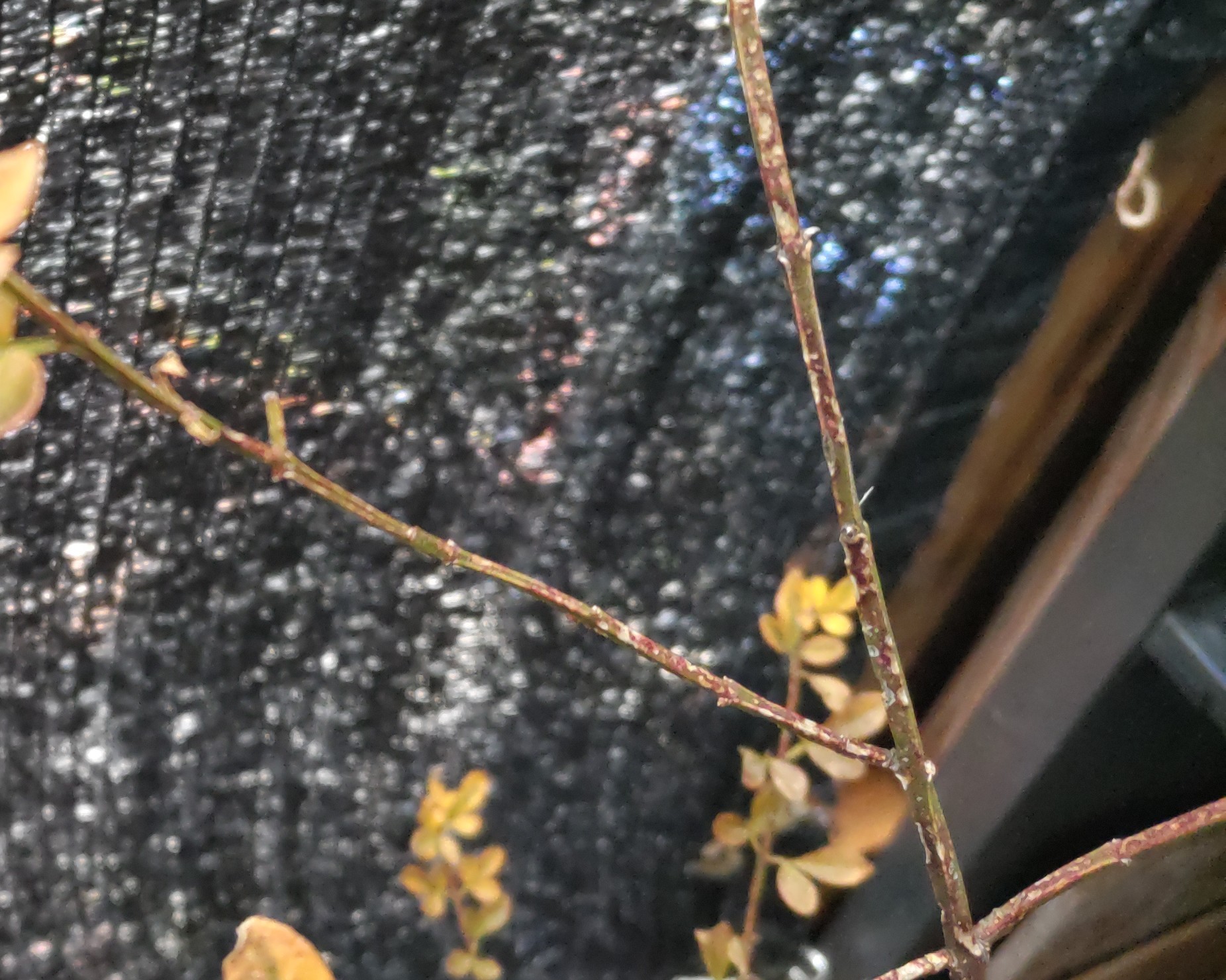 f:id:ninasimone:20250114175312j:image