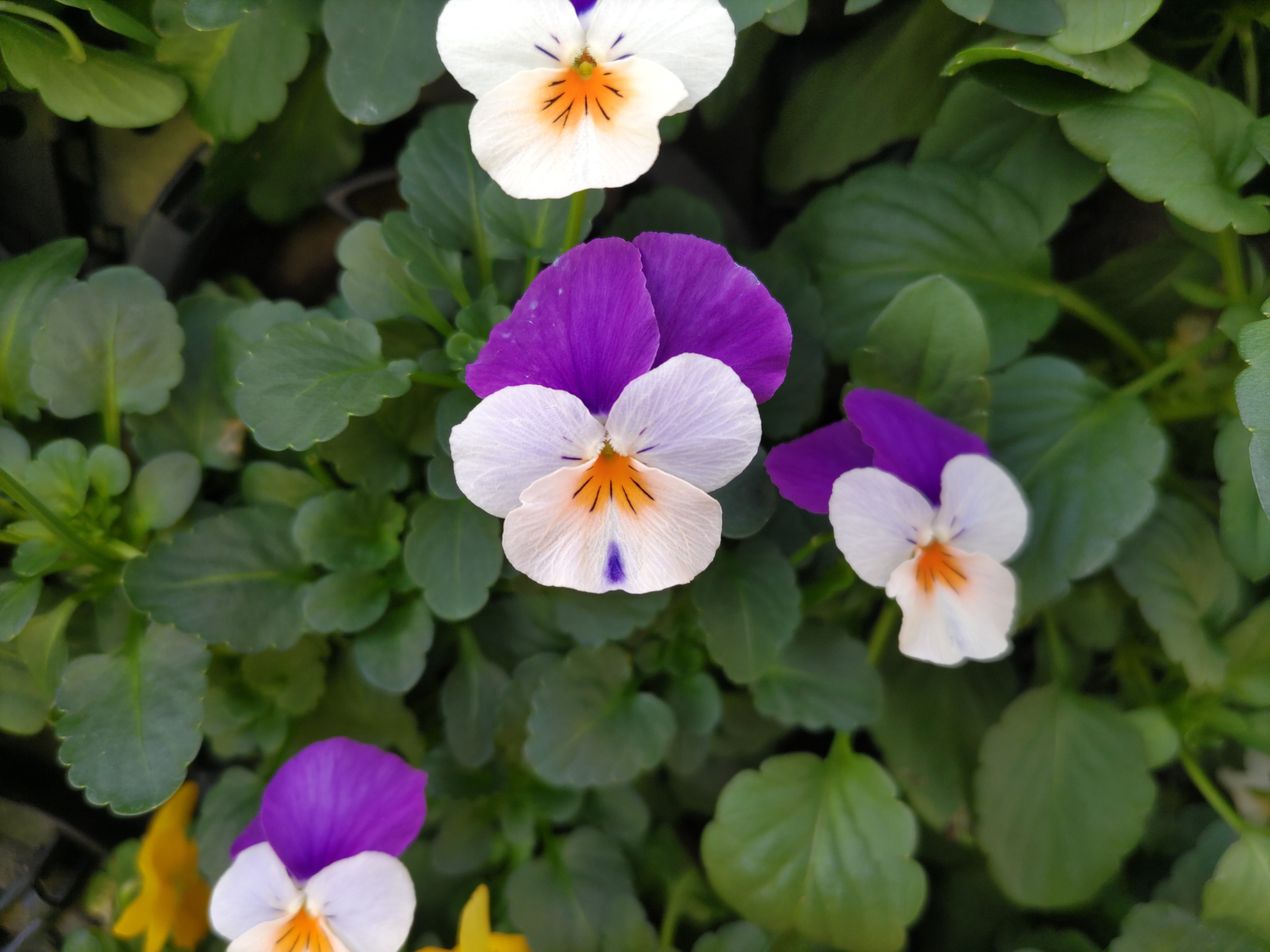 f:id:ninasimone:20250117150740j:image