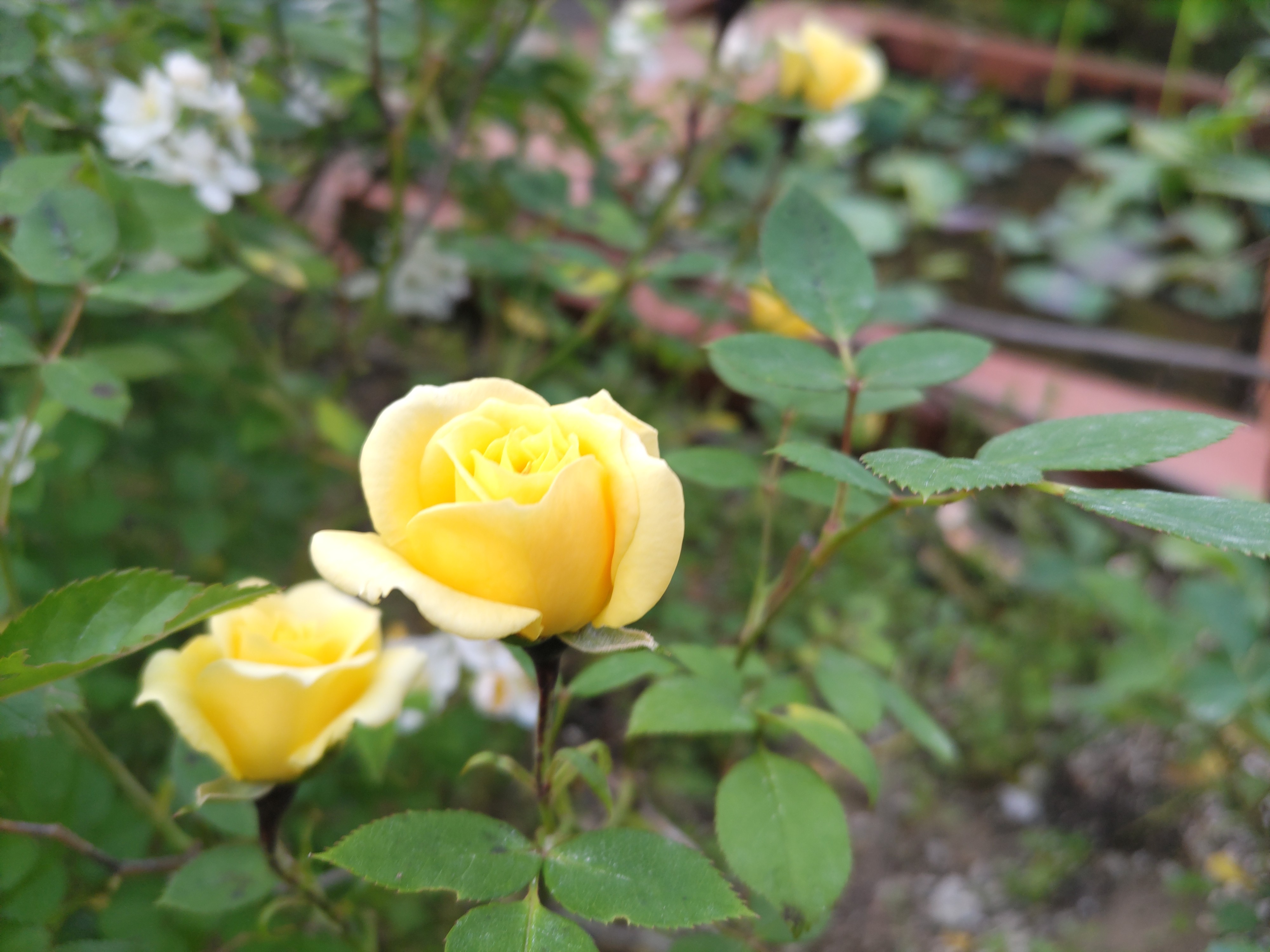 f:id:ninasimone:20250521052802j:image