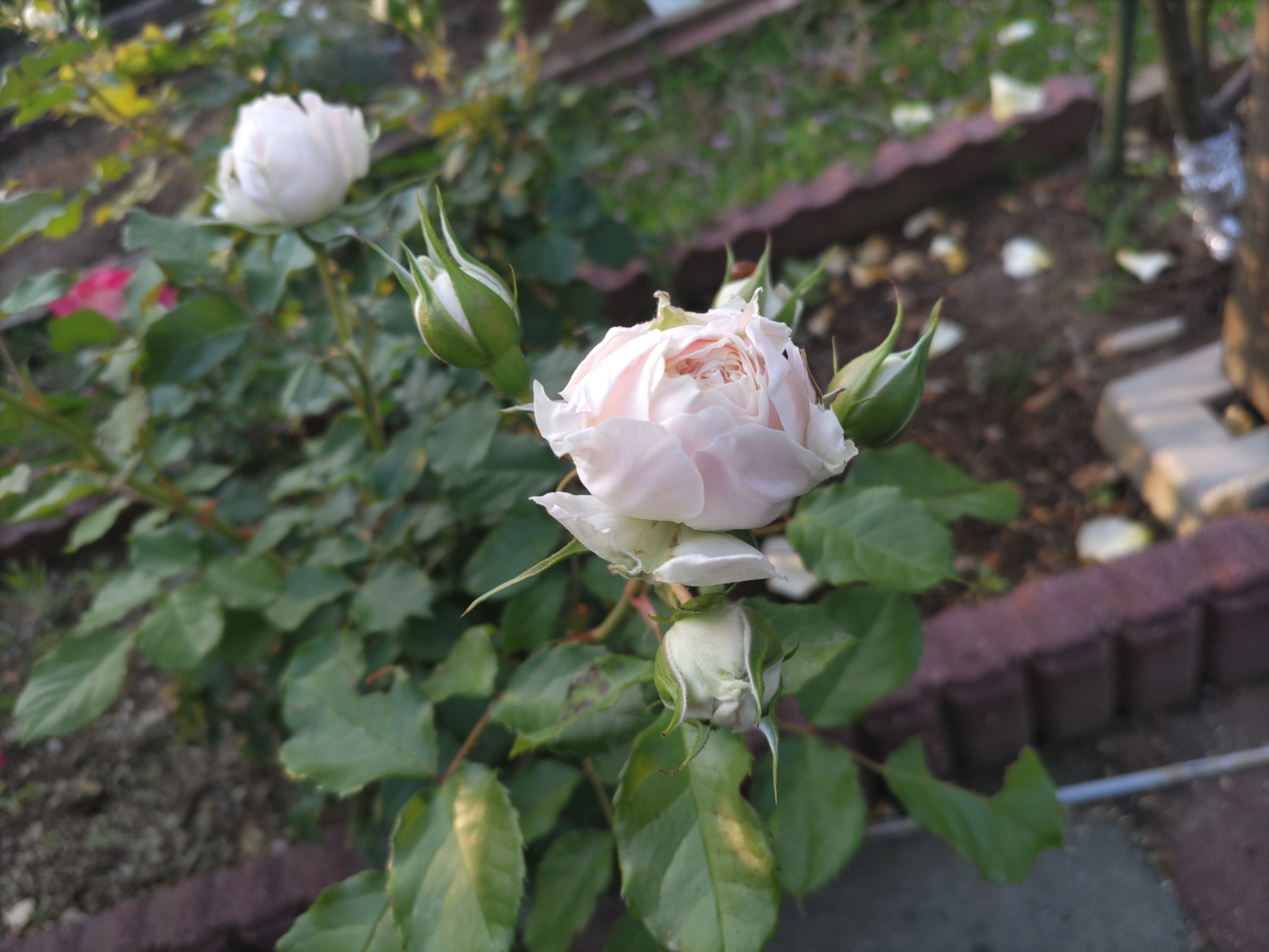 f:id:ninasimone:20250521063542j:image