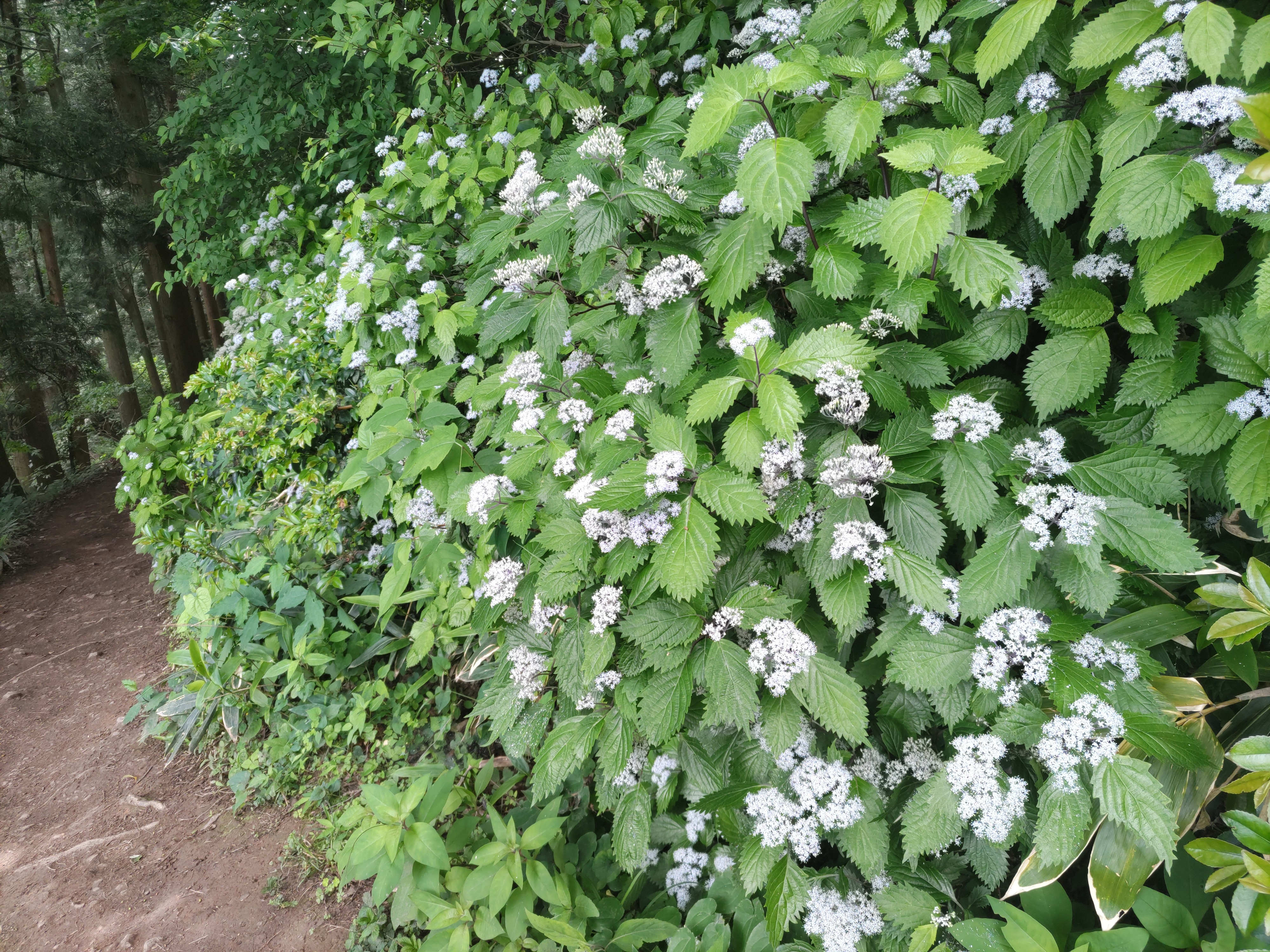 f:id:ninasimone:20250606164114j:image