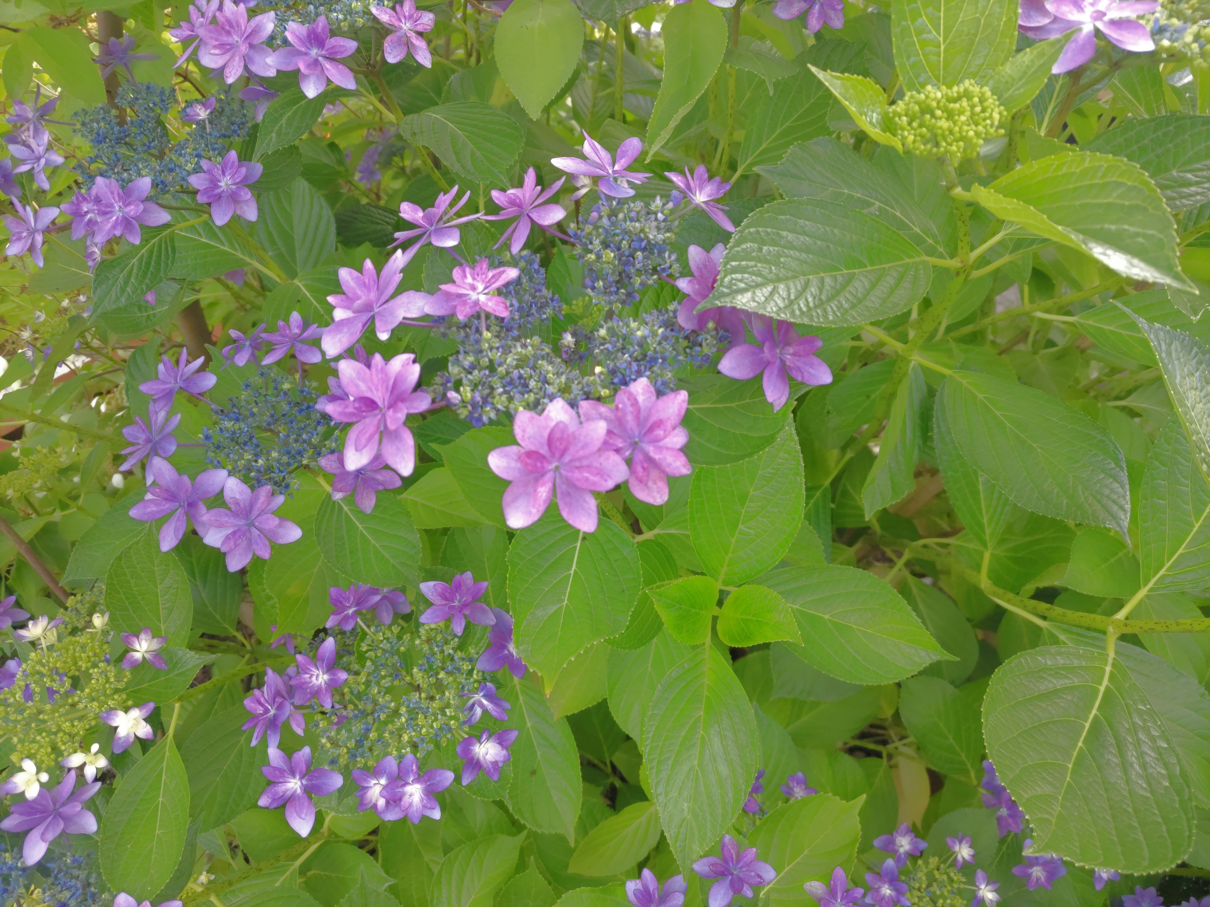f:id:ninasimone:20250617181203j:image