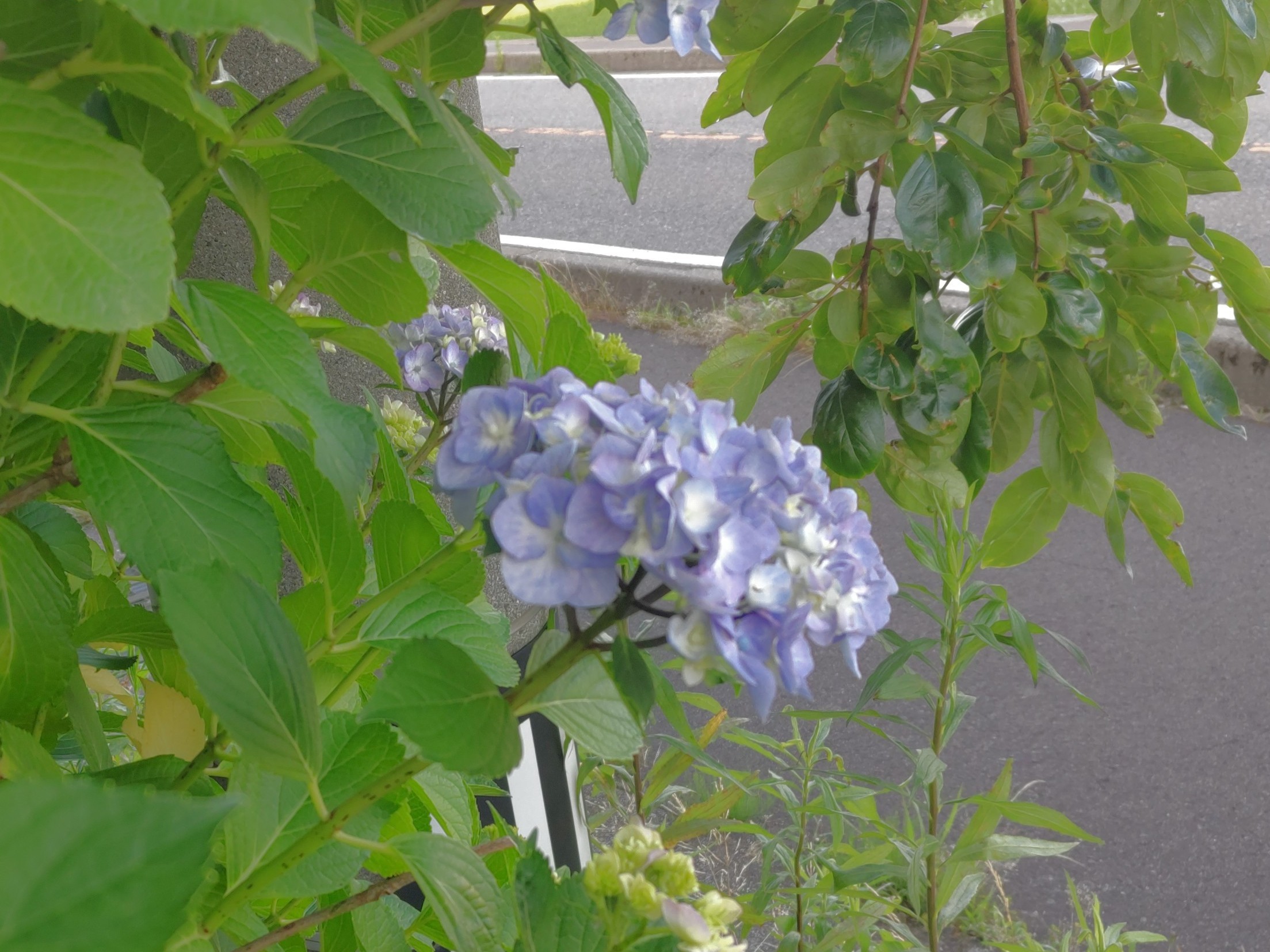 f:id:ninasimone:20250617181708j:image