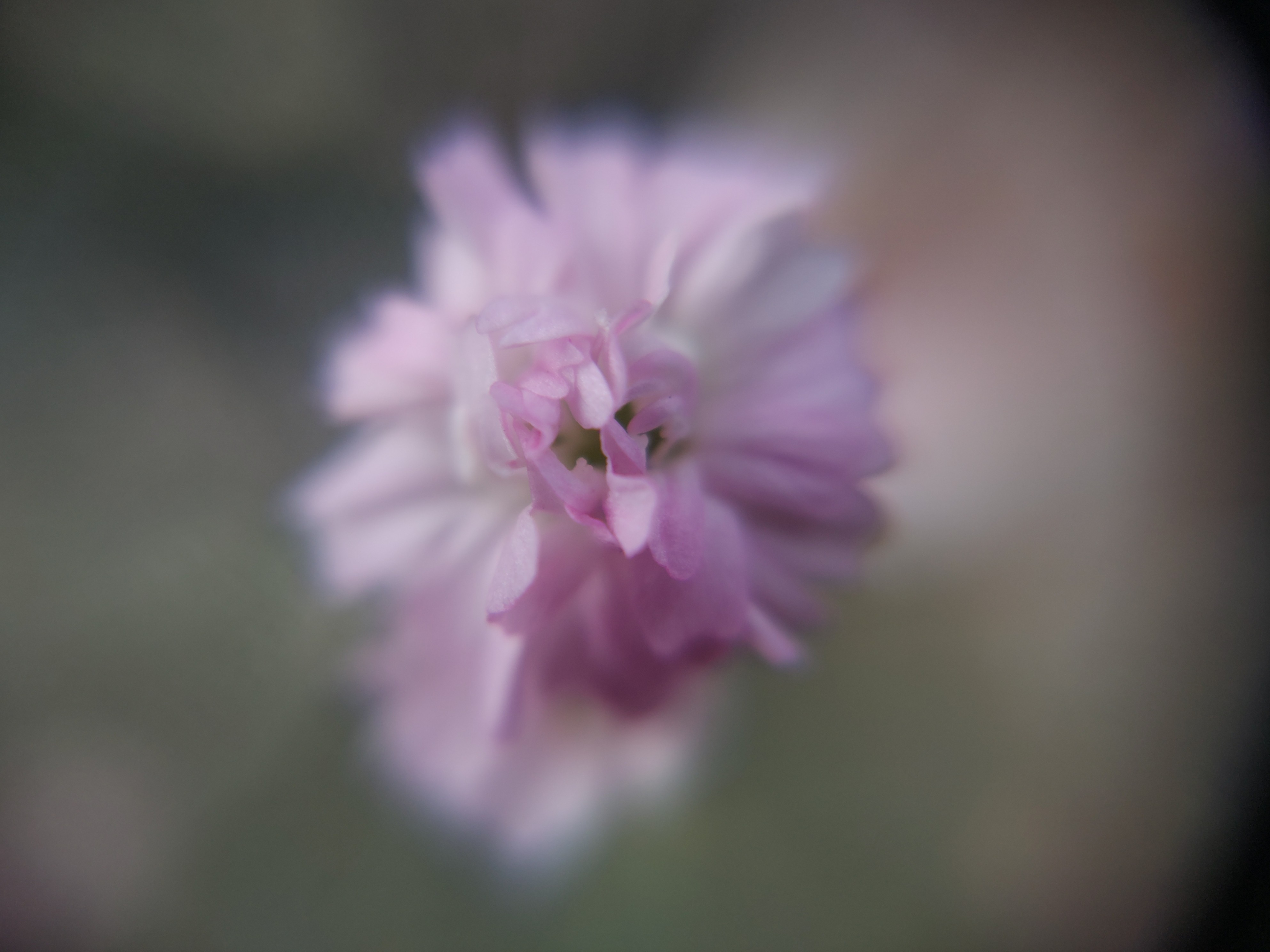 f:id:ninasimone:20250805065129j:image