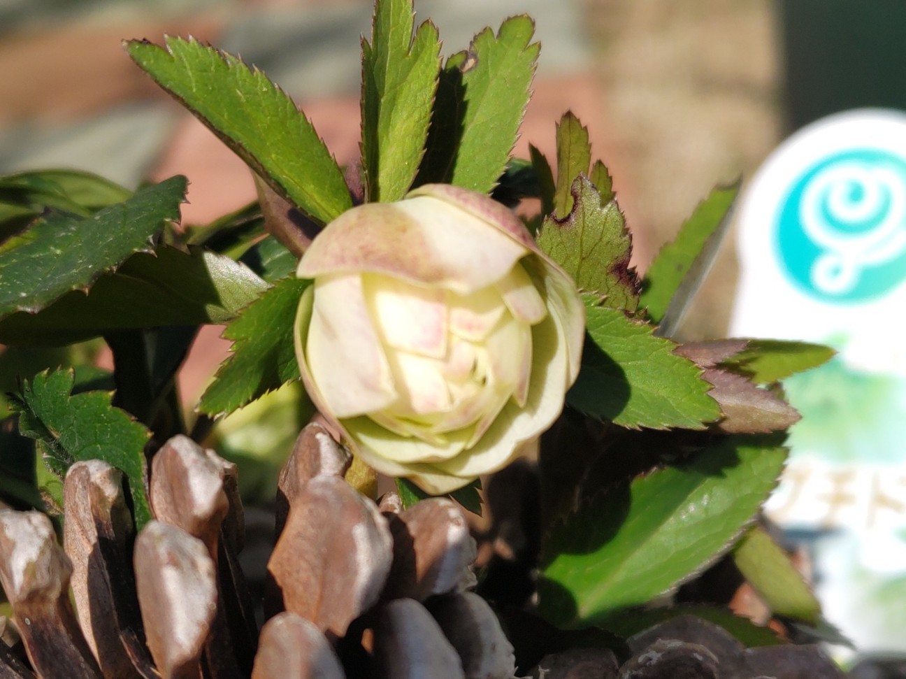 f:id:ninasimone:20260221110812j:image