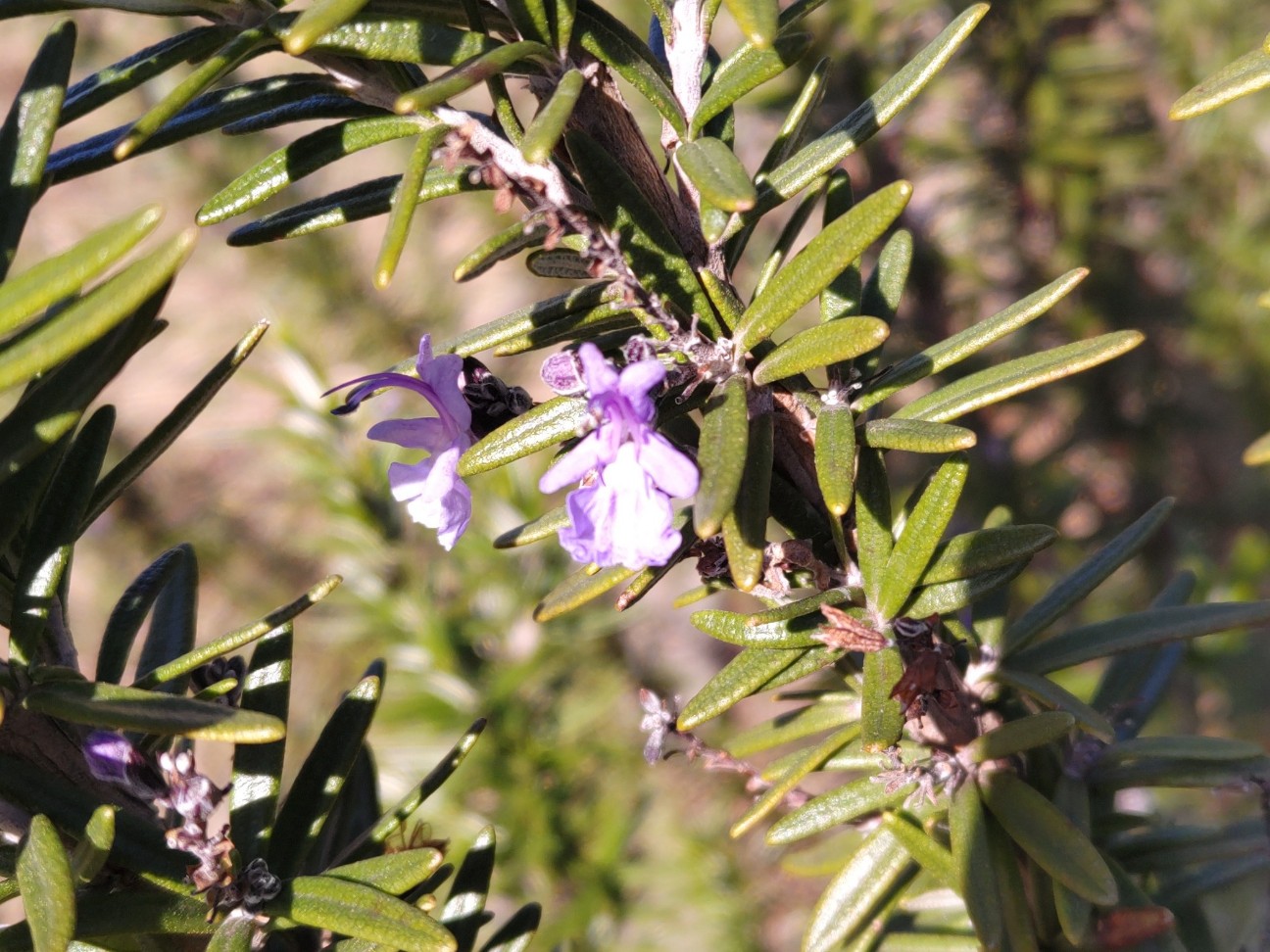 f:id:ninasimone:20260221110818j:image