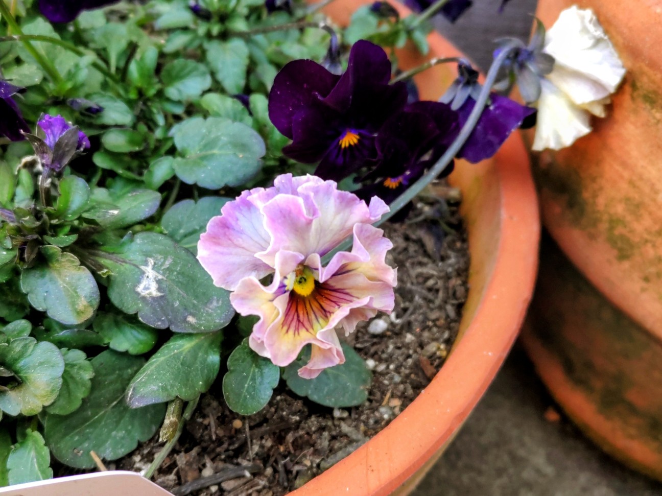 f:id:ninasimone:20260221110823j:image