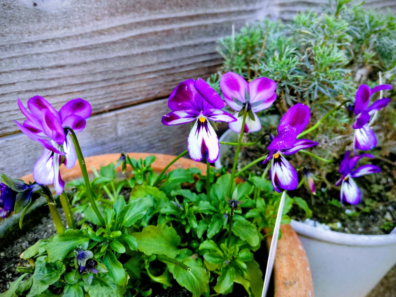 f:id:ninasimone:20260221110824j:image