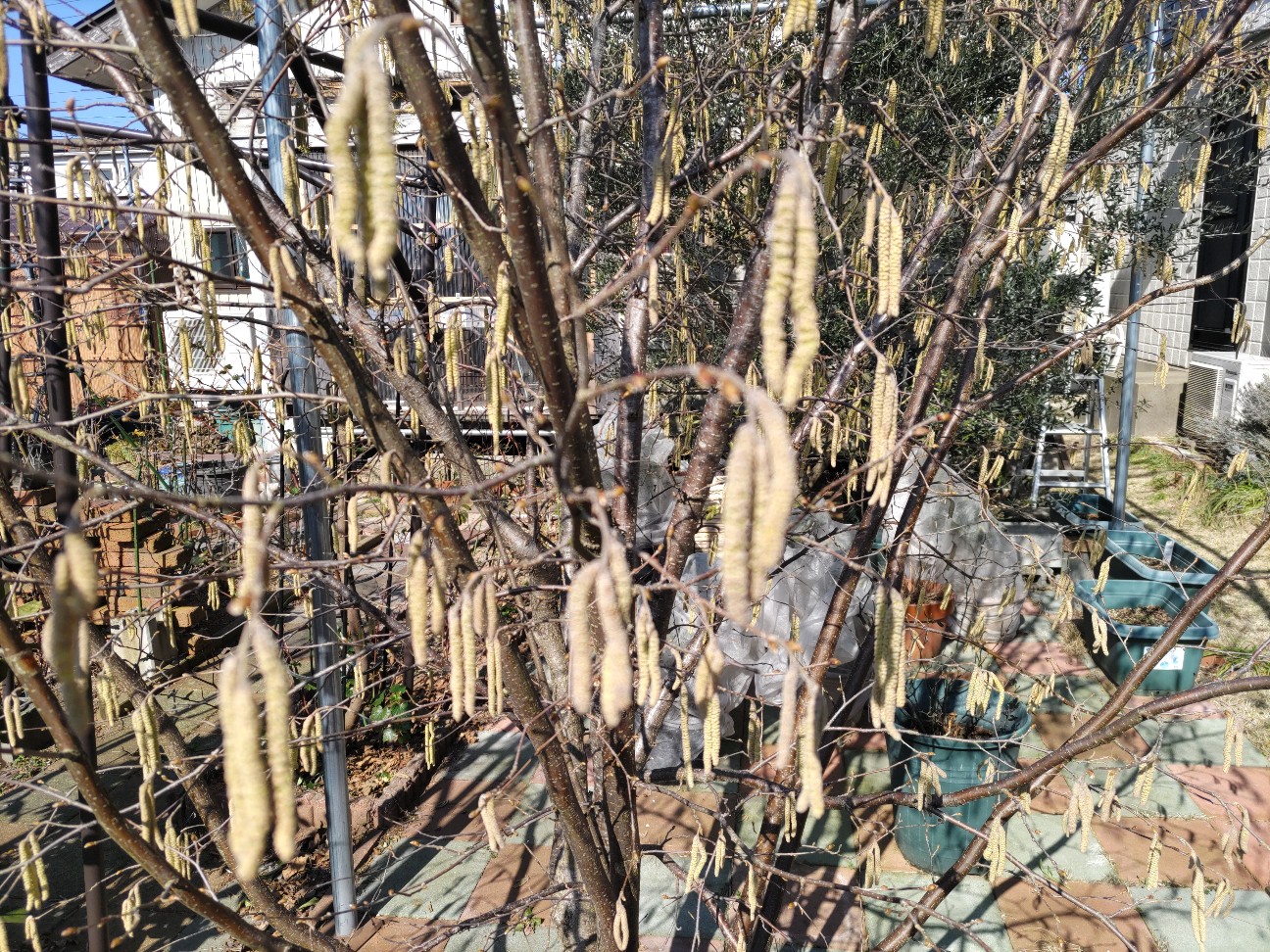 f:id:ninasimone:20260221111338j:image