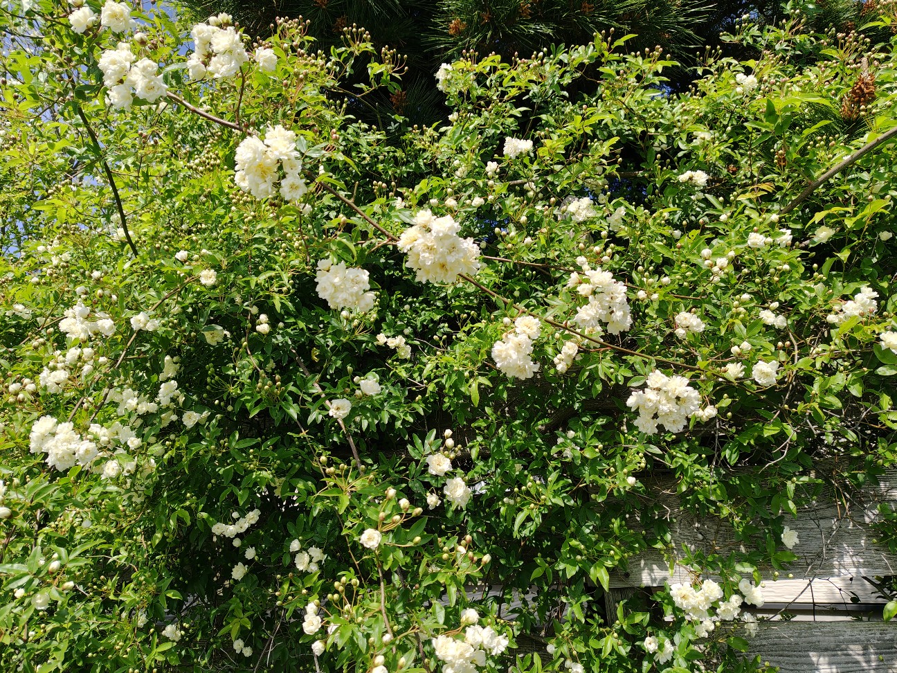 f:id:ninasimone:20260425110631j:image f:id:ninasimone:20260425110631j:image