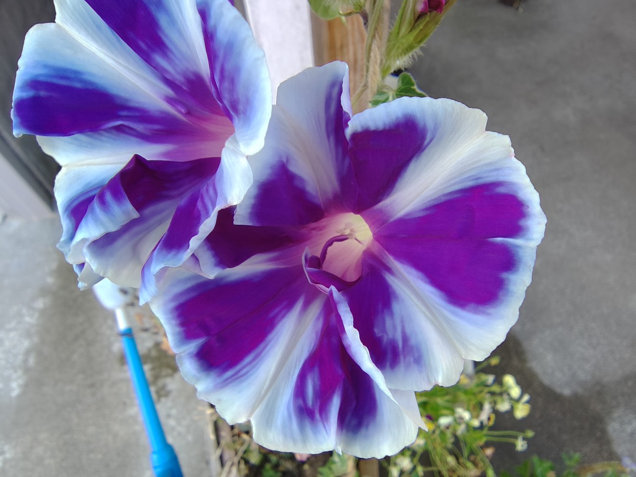 f:id:ninasimone:20260724163009j:image f:id:ninasimone:20260724163009j:image