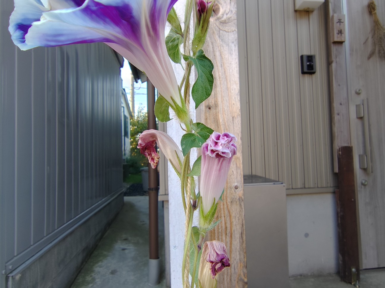 f:id:ninasimone:20260724163012j:image f:id:ninasimone:20260724163012j:image