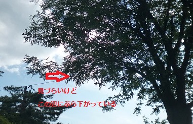 f:id:ninbaiyasan:20180604214115j:plain