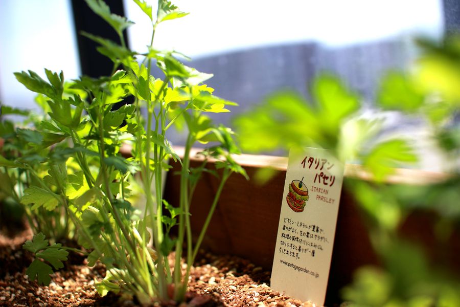 イタリアンパセリとは 動植物の人気 最新記事を集めました はてな
