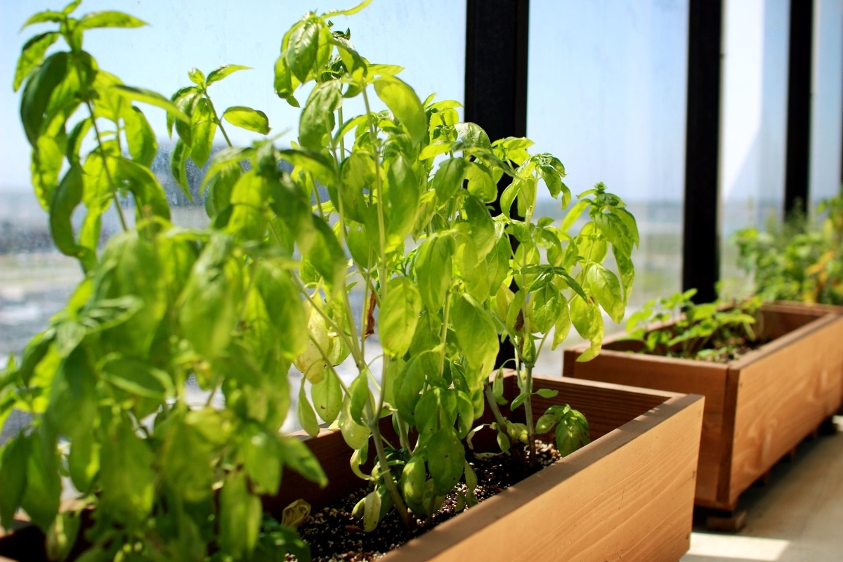 続 ベランダガーデニング22 イタリアンパセリ植え替え Nine Ten Coffee Weblog