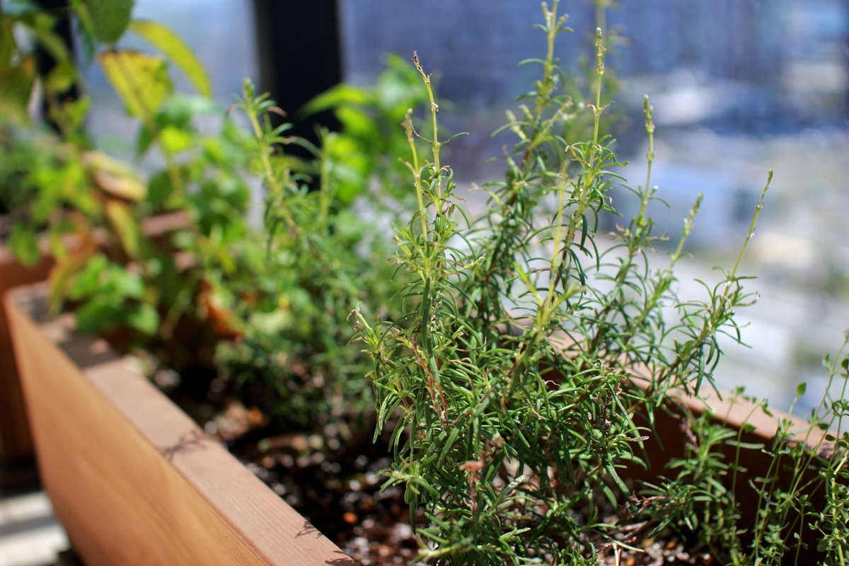 続 ベランダガーデニング22 イタリアンパセリ植え替え Nine Ten Coffee Weblog